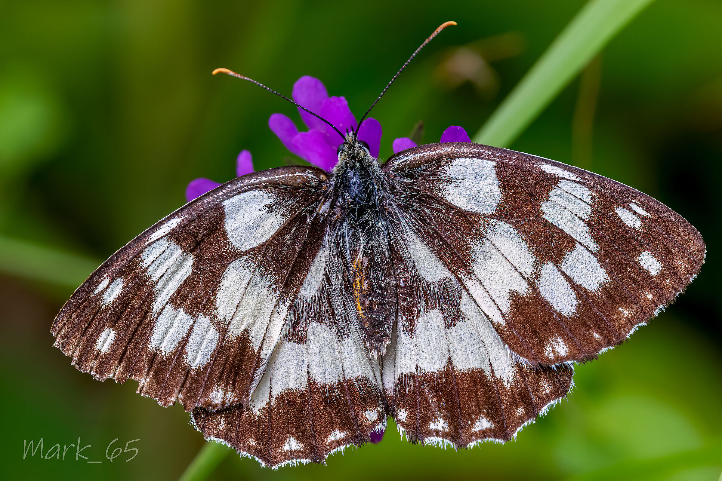 Melanargia Galathea