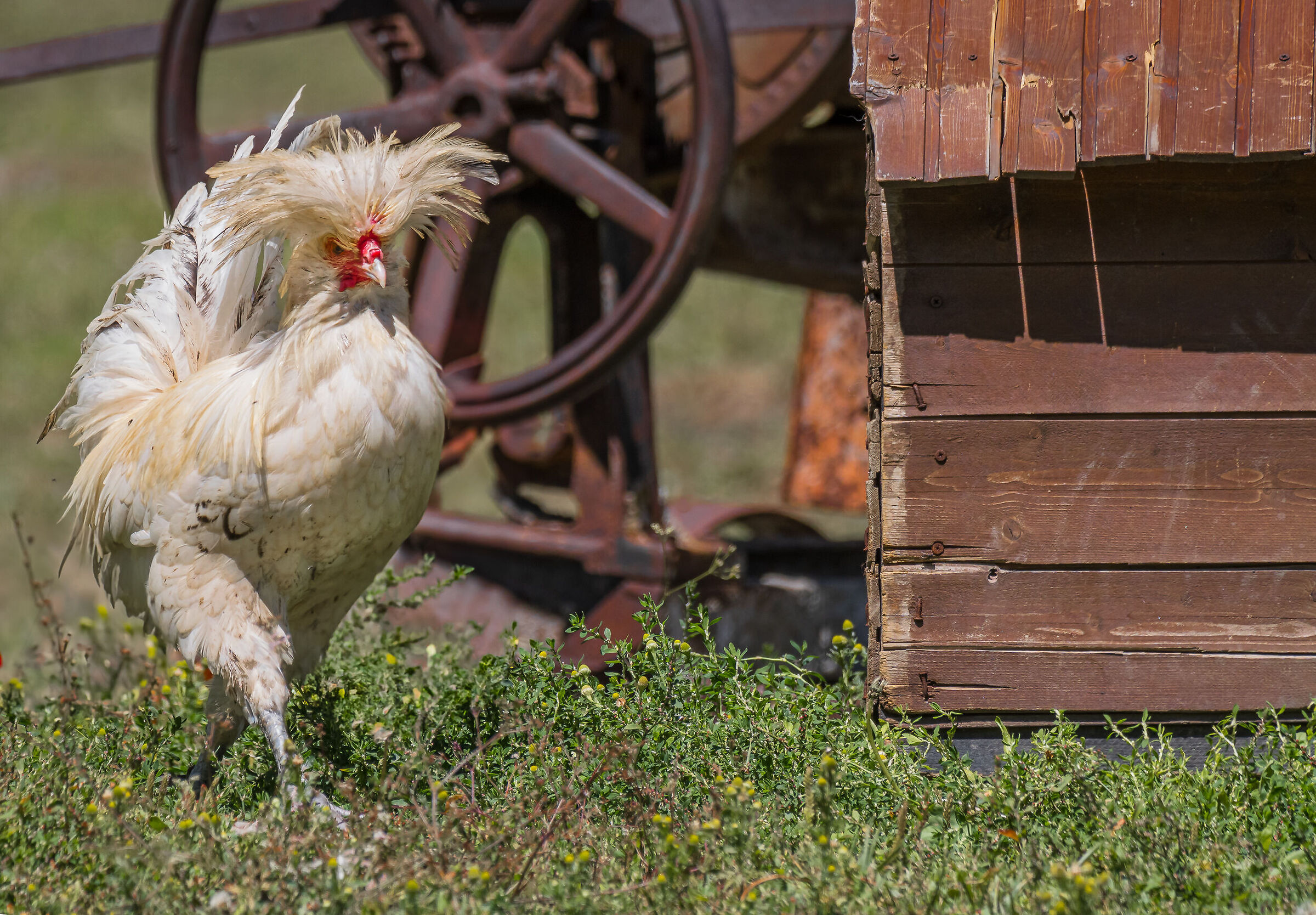 on the old farm...