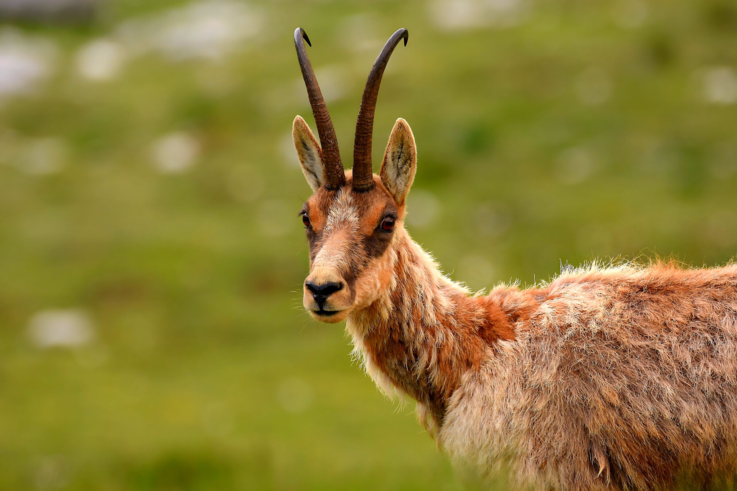 Camoscio appenninico