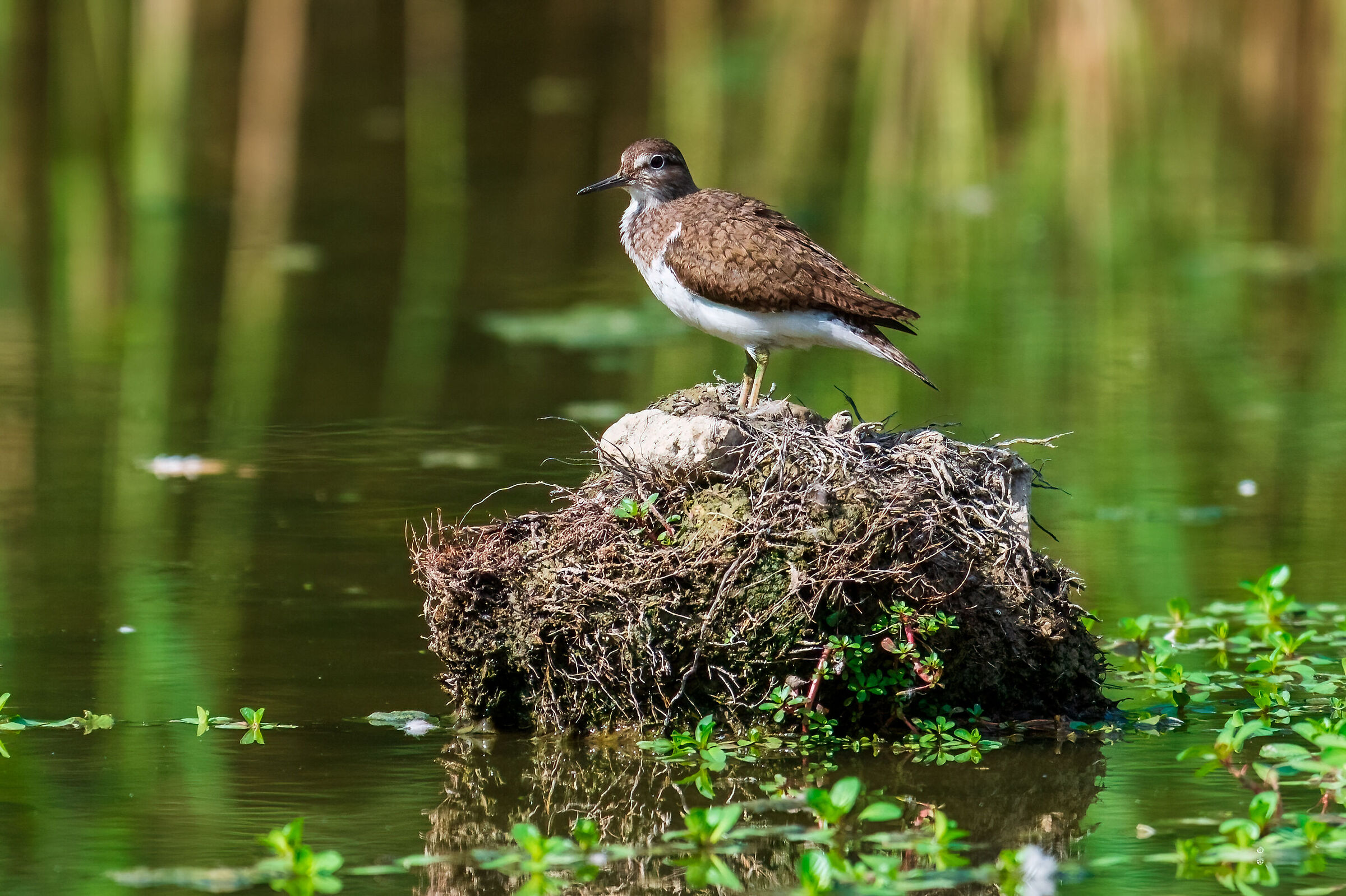 Small Sandpiper