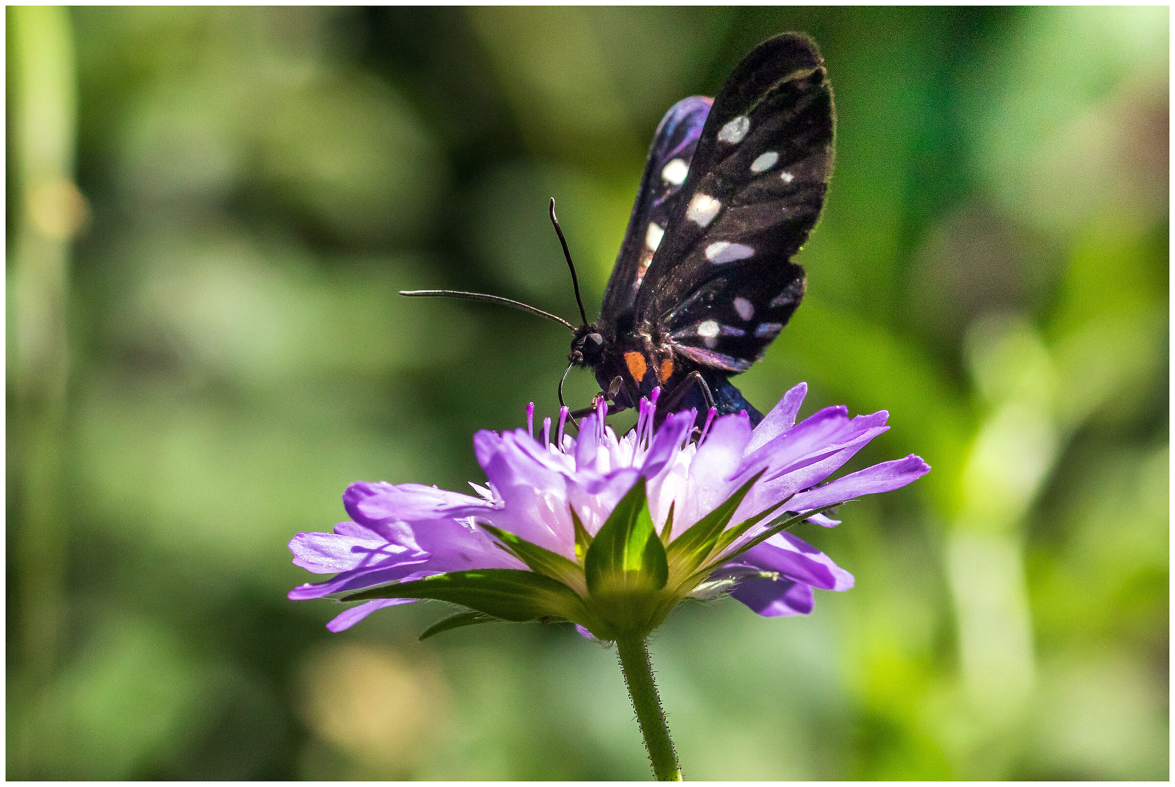 Amata Phegea (4 hole)