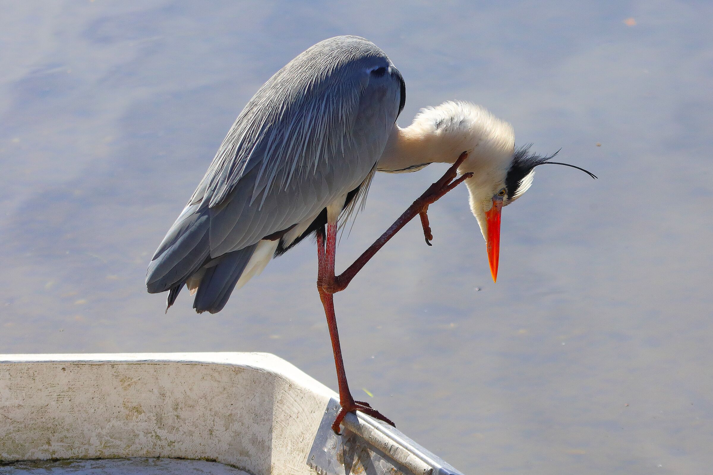 Cenerino 27 marzo 2025 - 0167