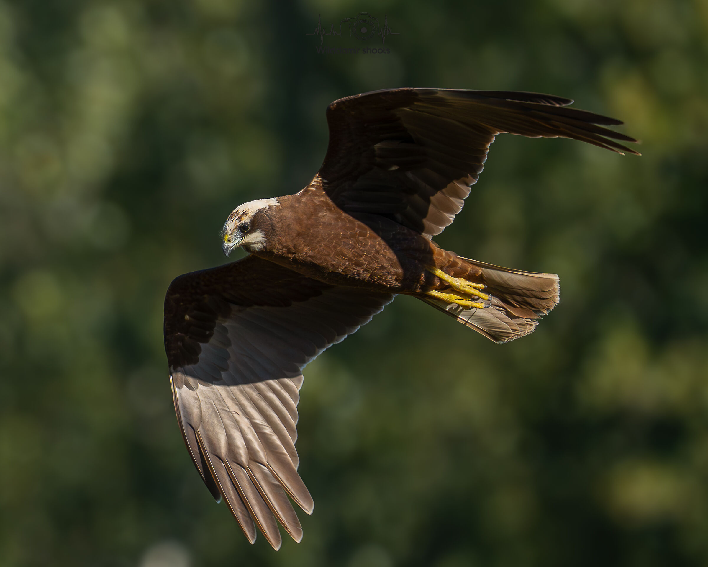 Marsh Harrier