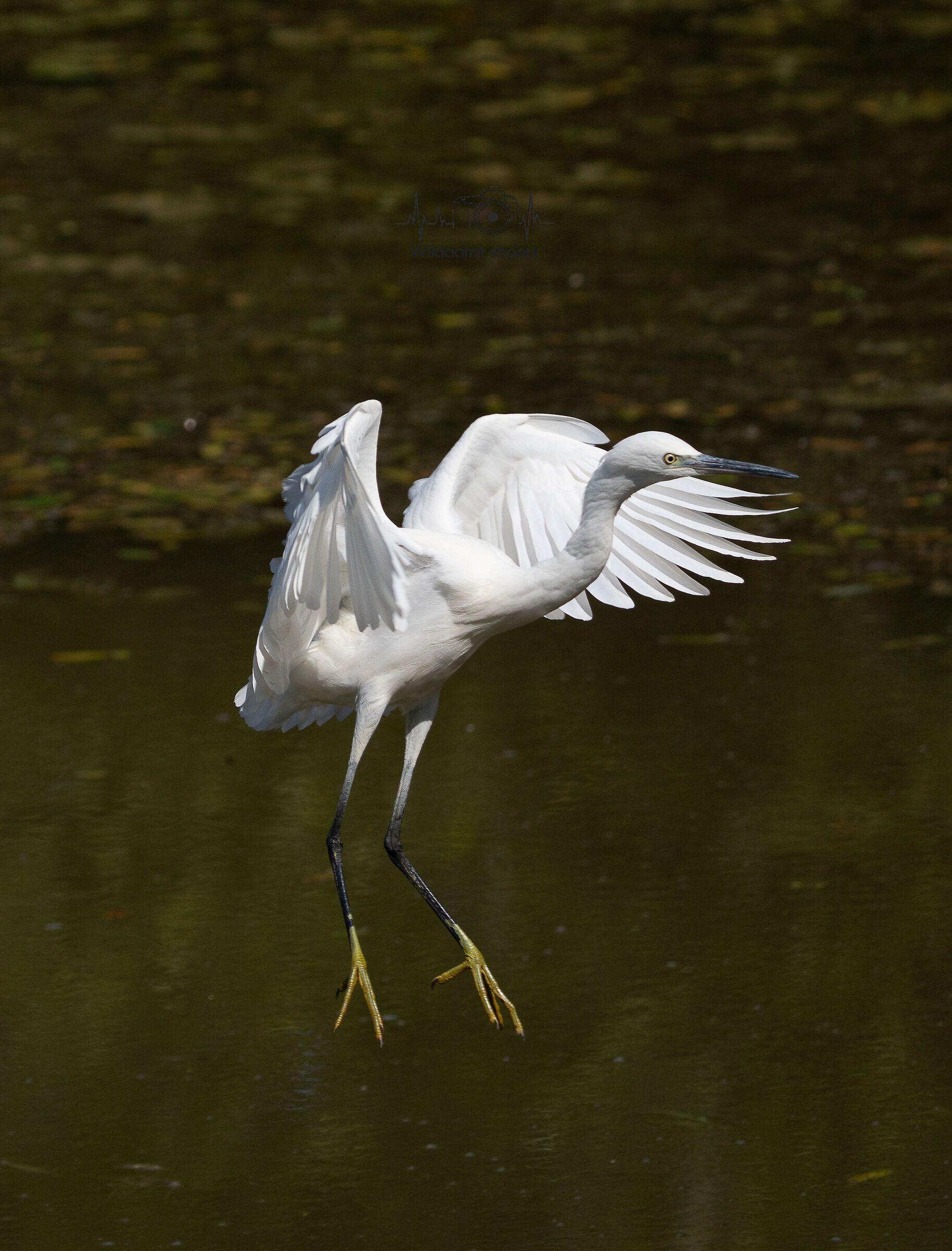Egret