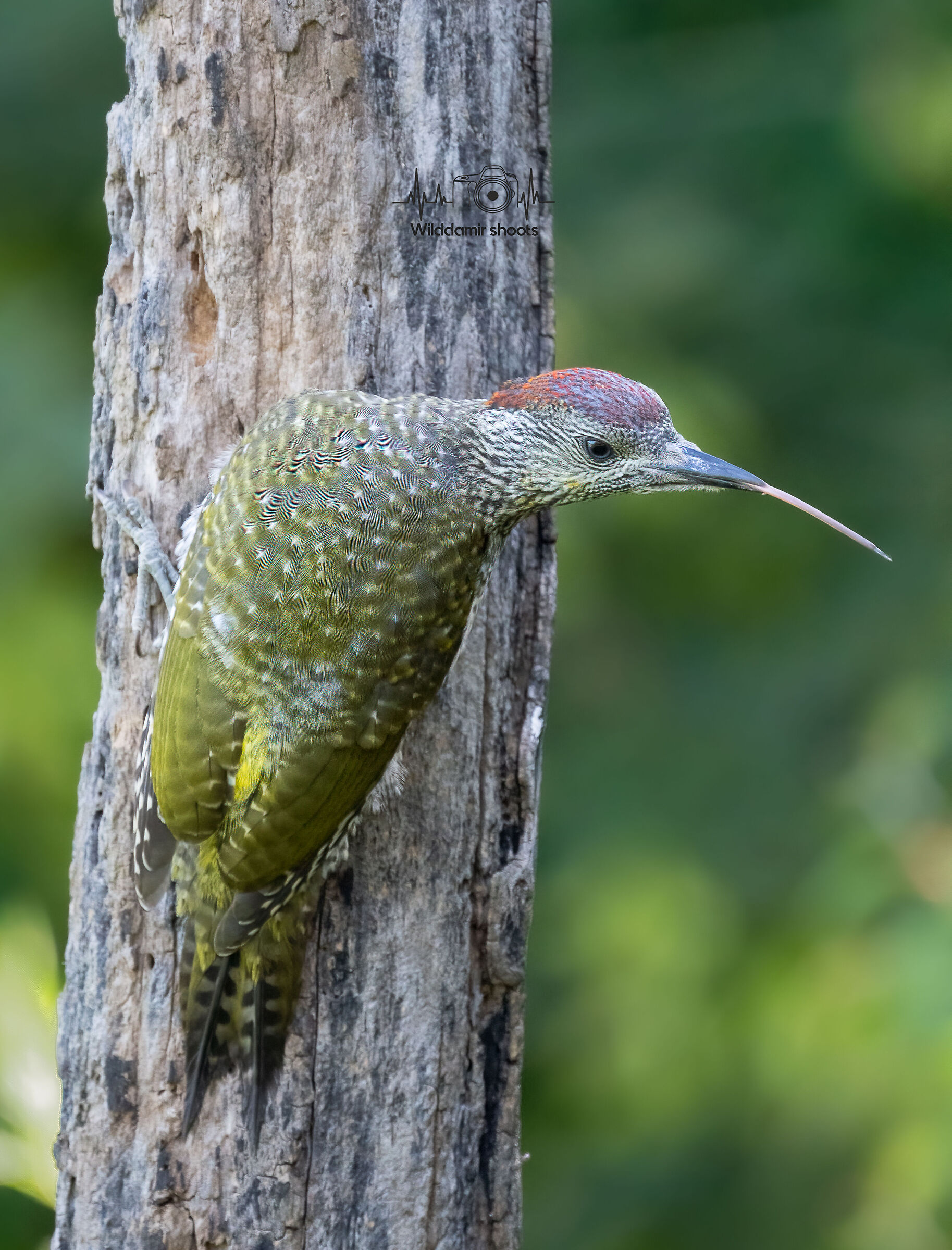 Young green woodpecker