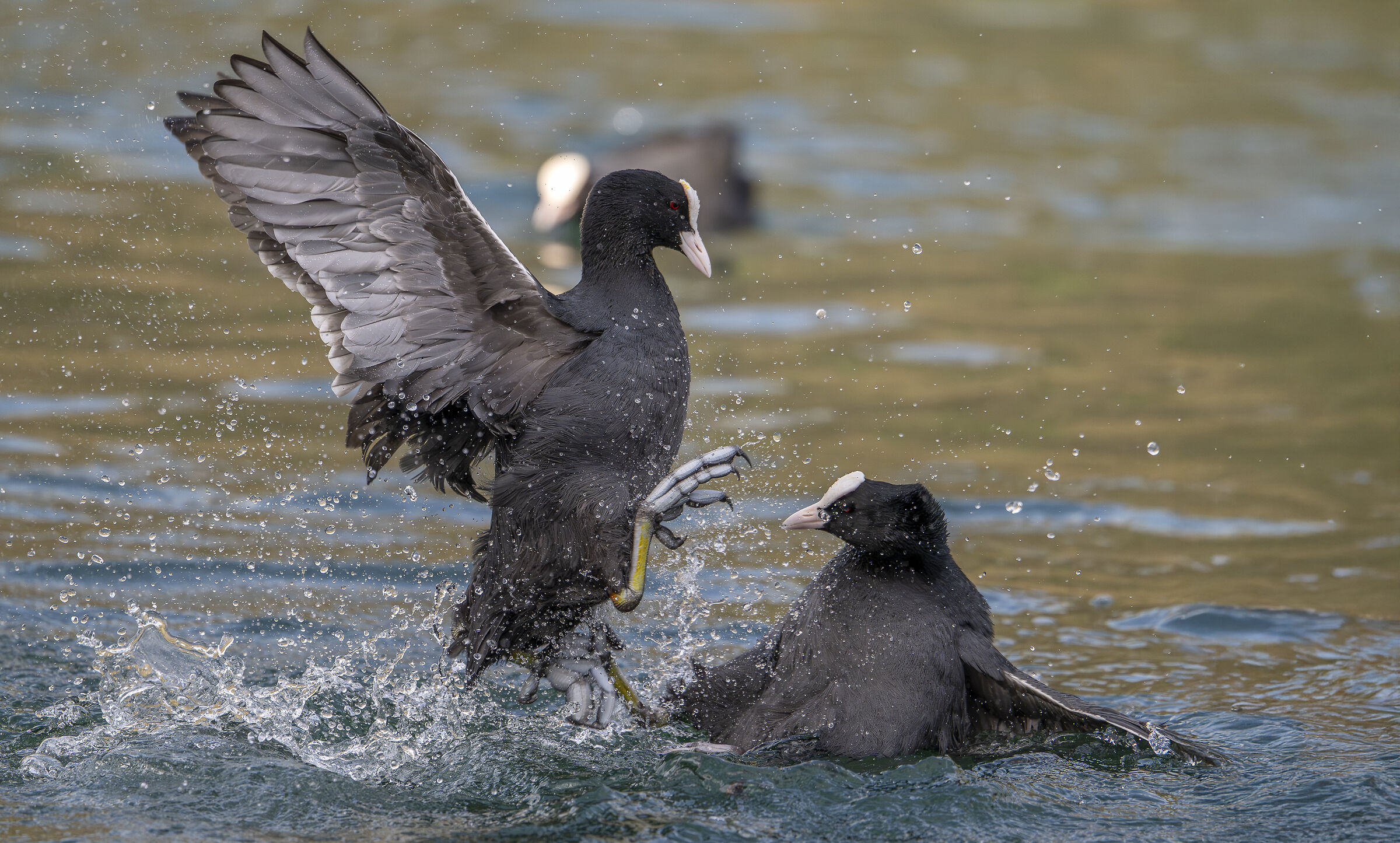 Coots in struggle