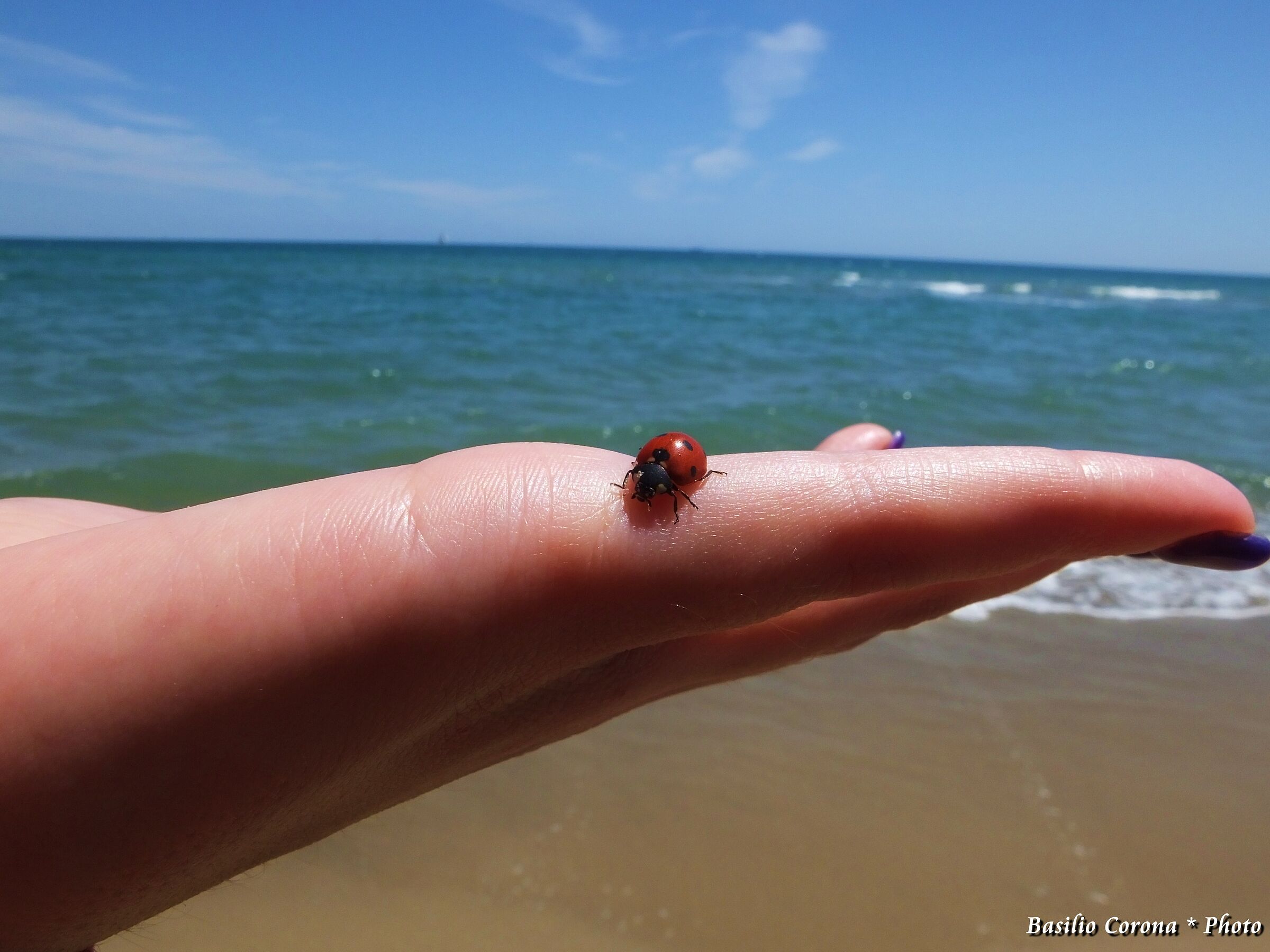 Tra rosse ci si intende...