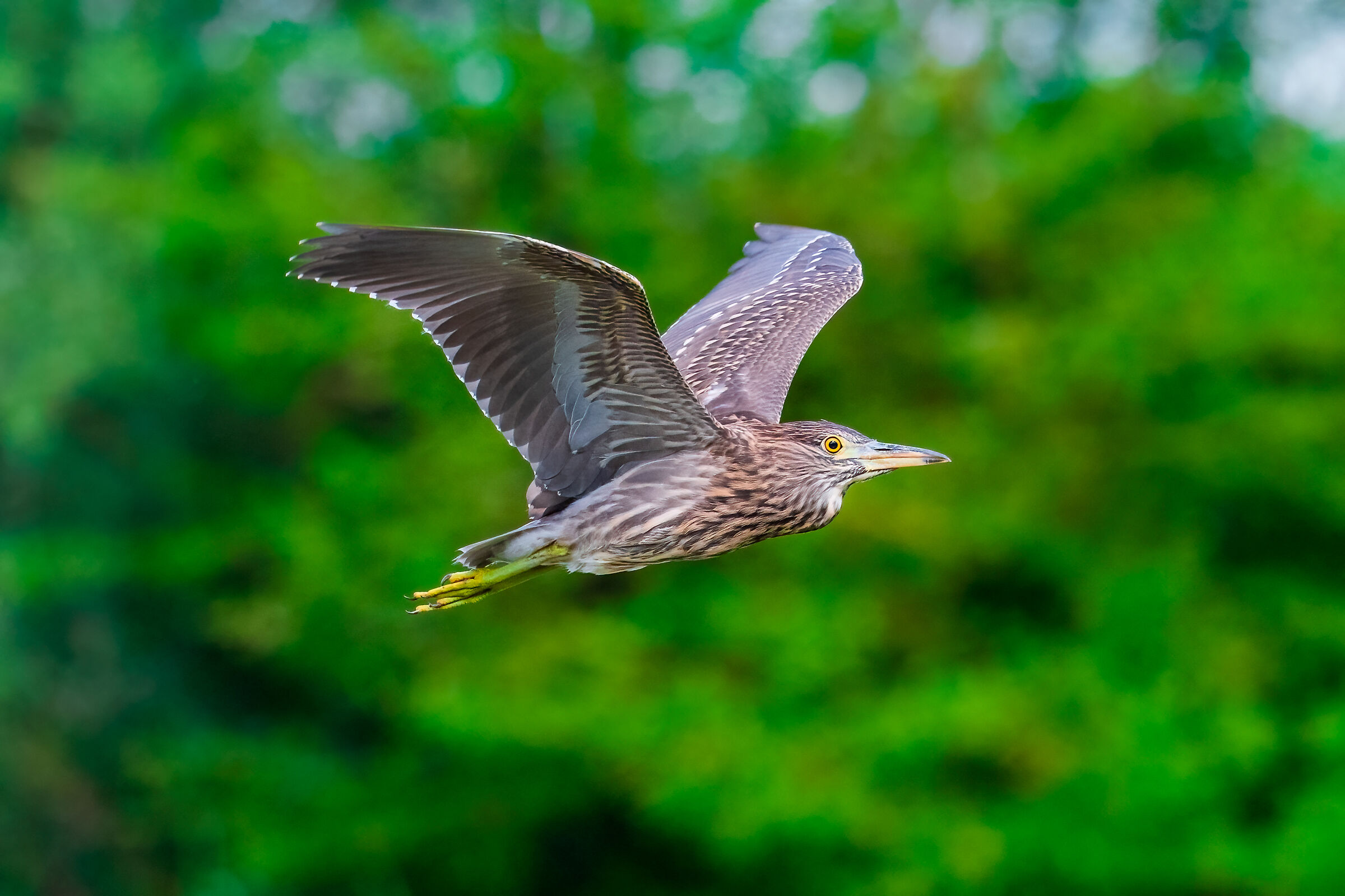 Young night heron in flight