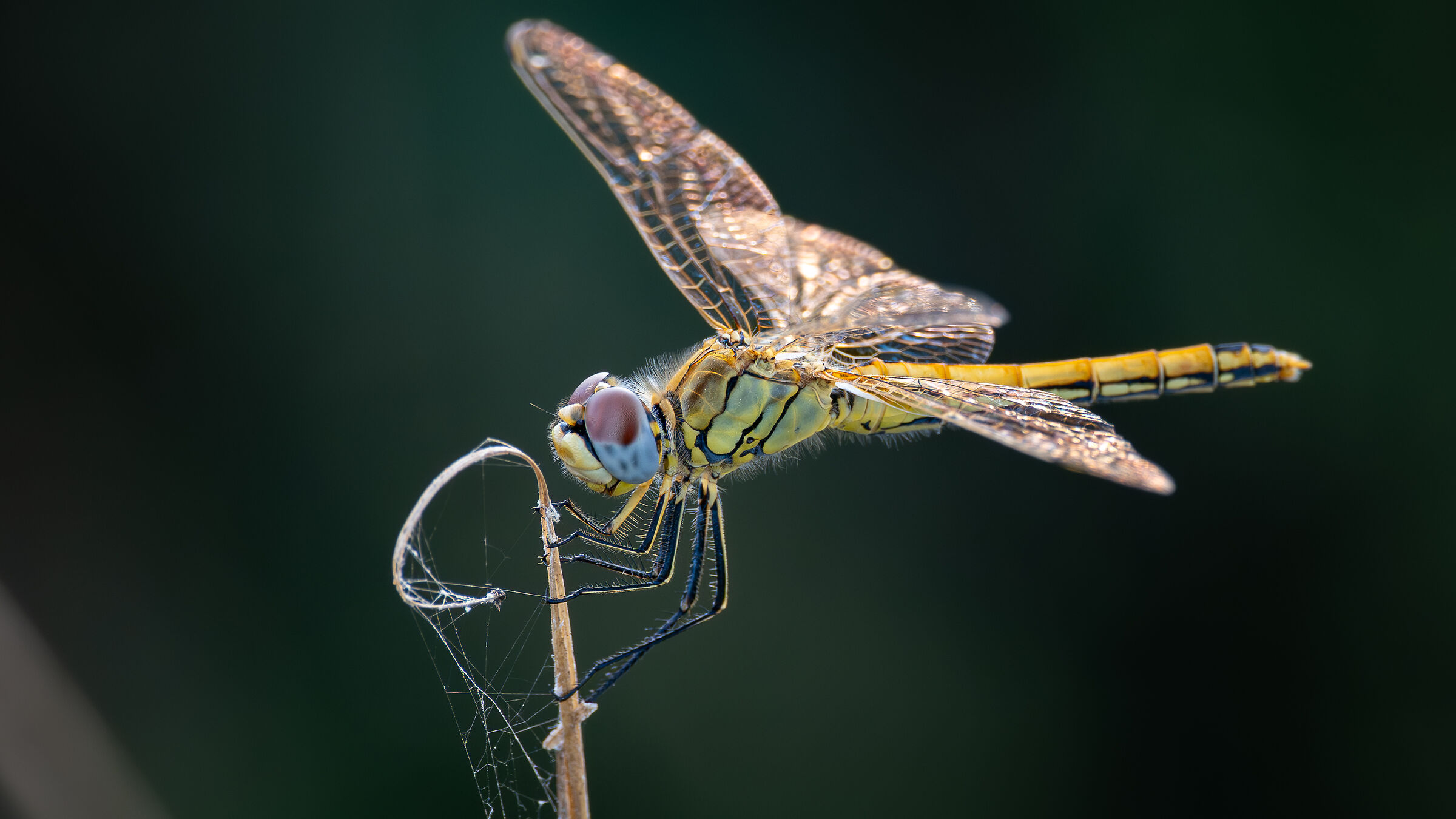 Libellula gialla