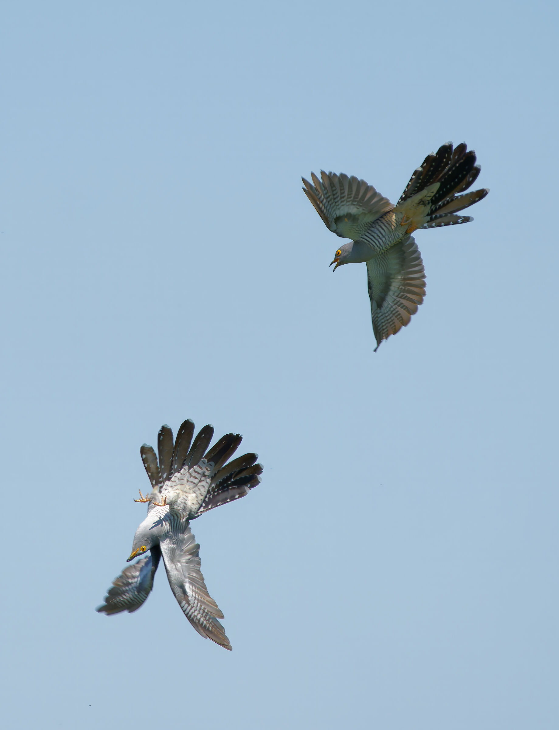 Guerra tra cuculi contendenti o corteggiamento?