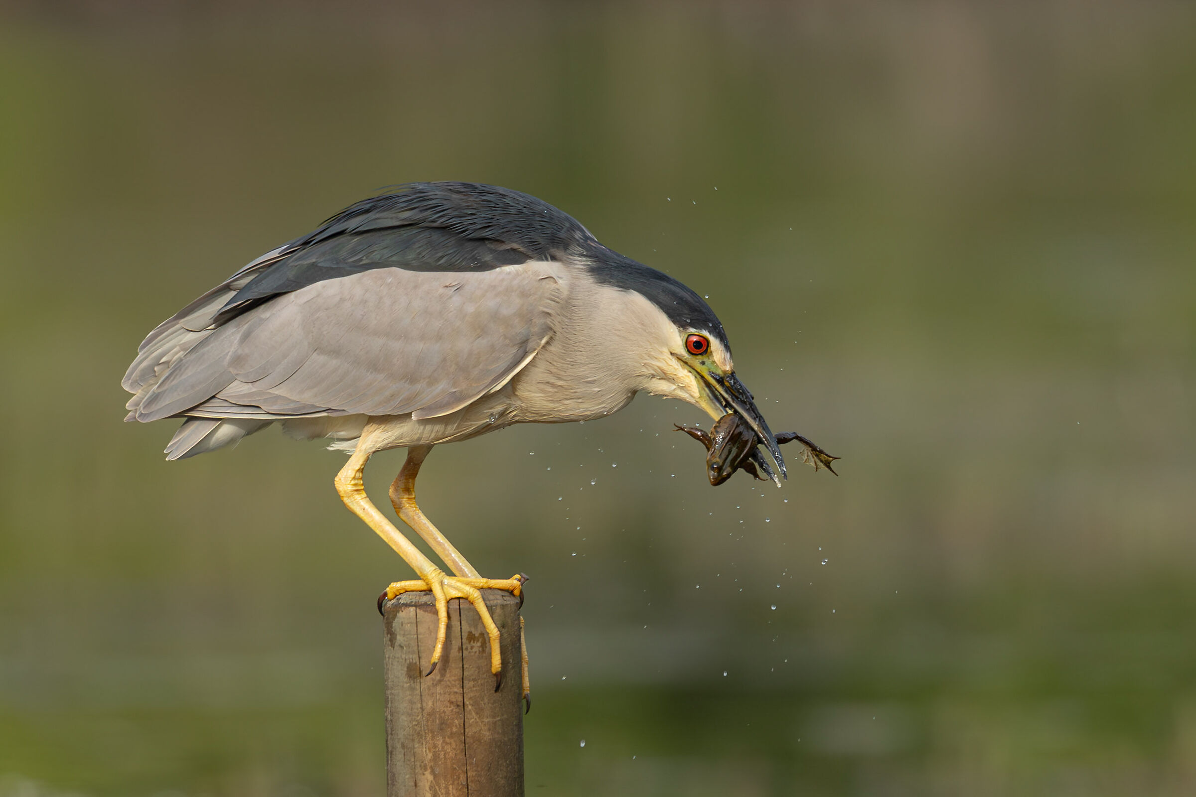 Night Heron with prey