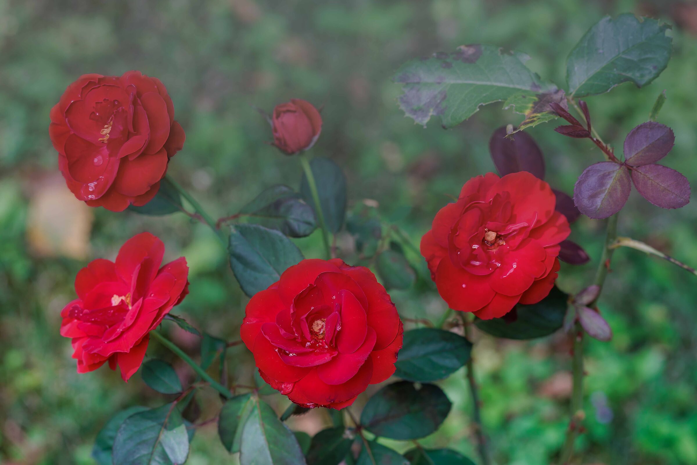 Roses in the morning mist