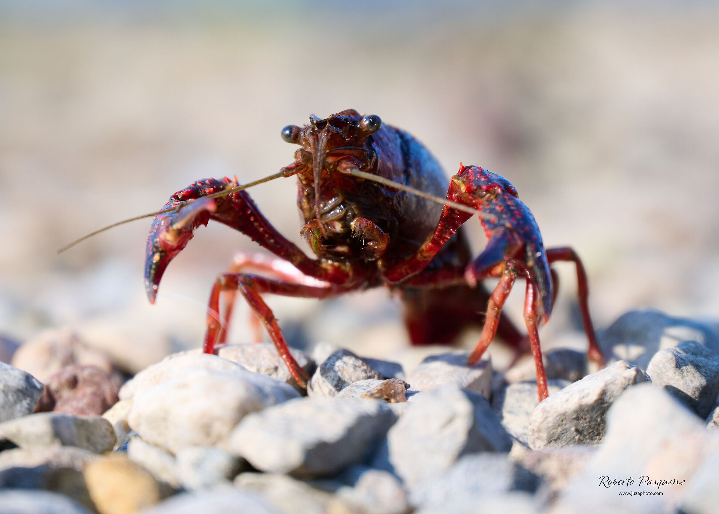 Gambero rosso della Louisiana