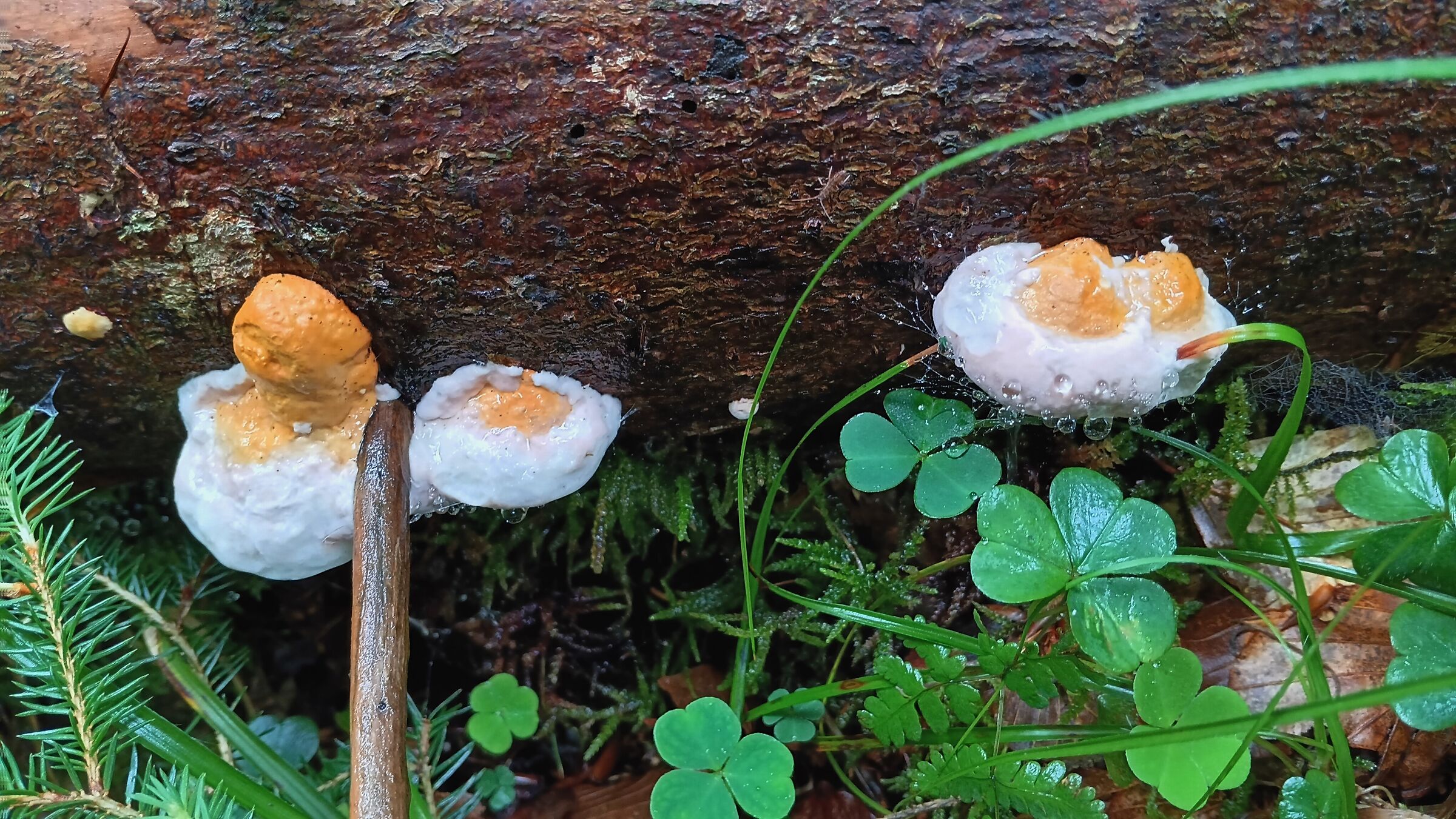 Fomitopsis pinicola