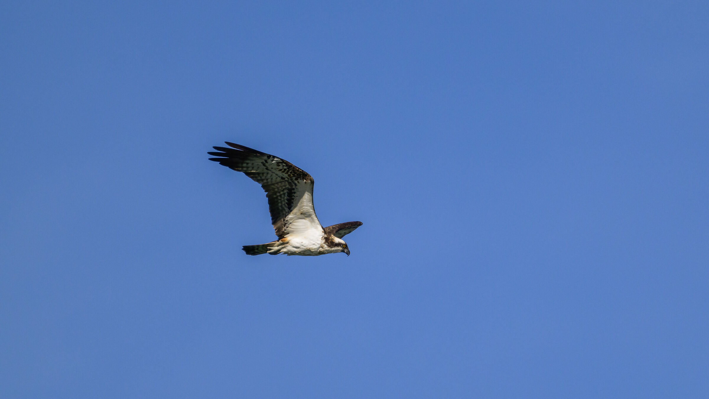 The osprey
