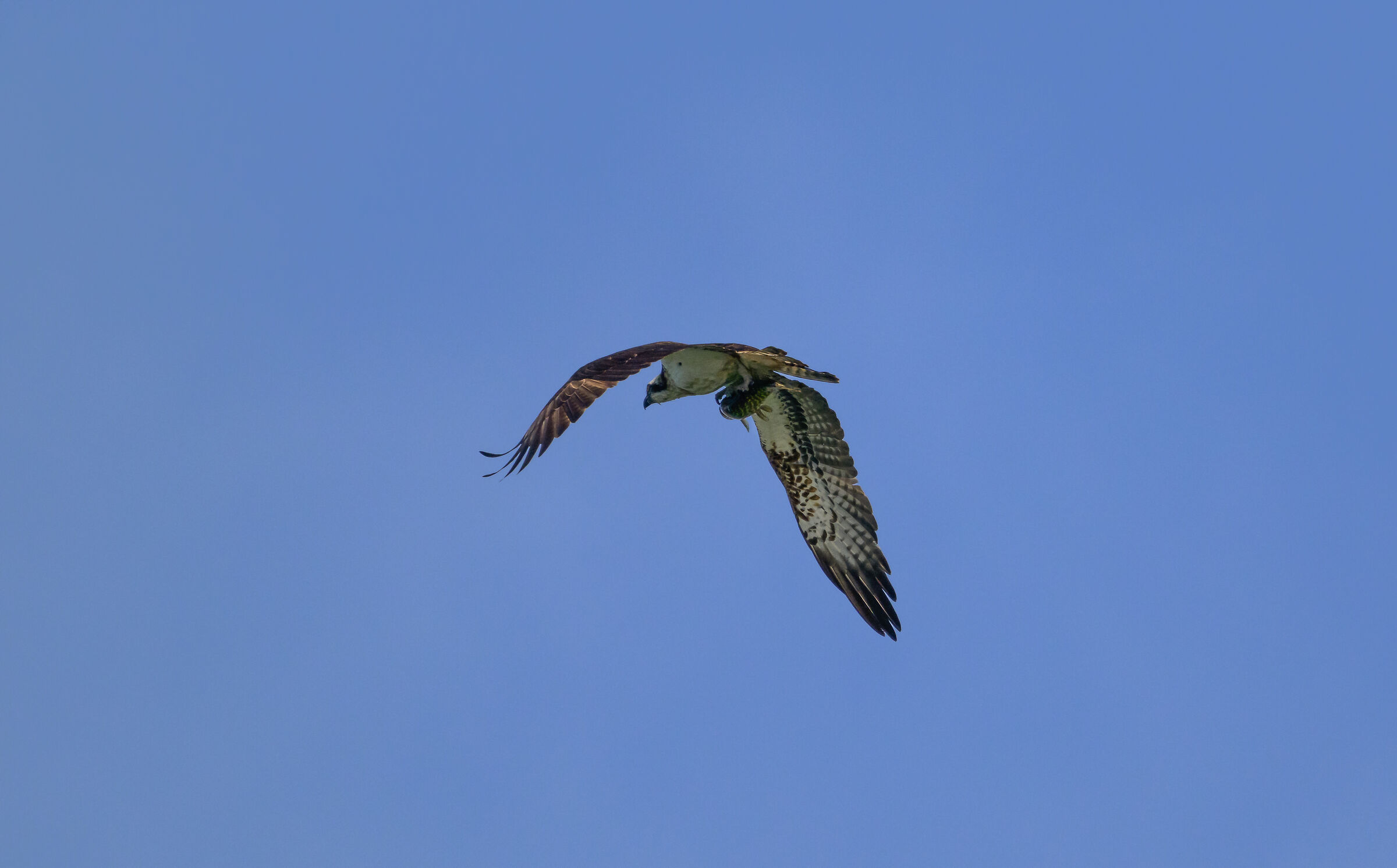 The osprey