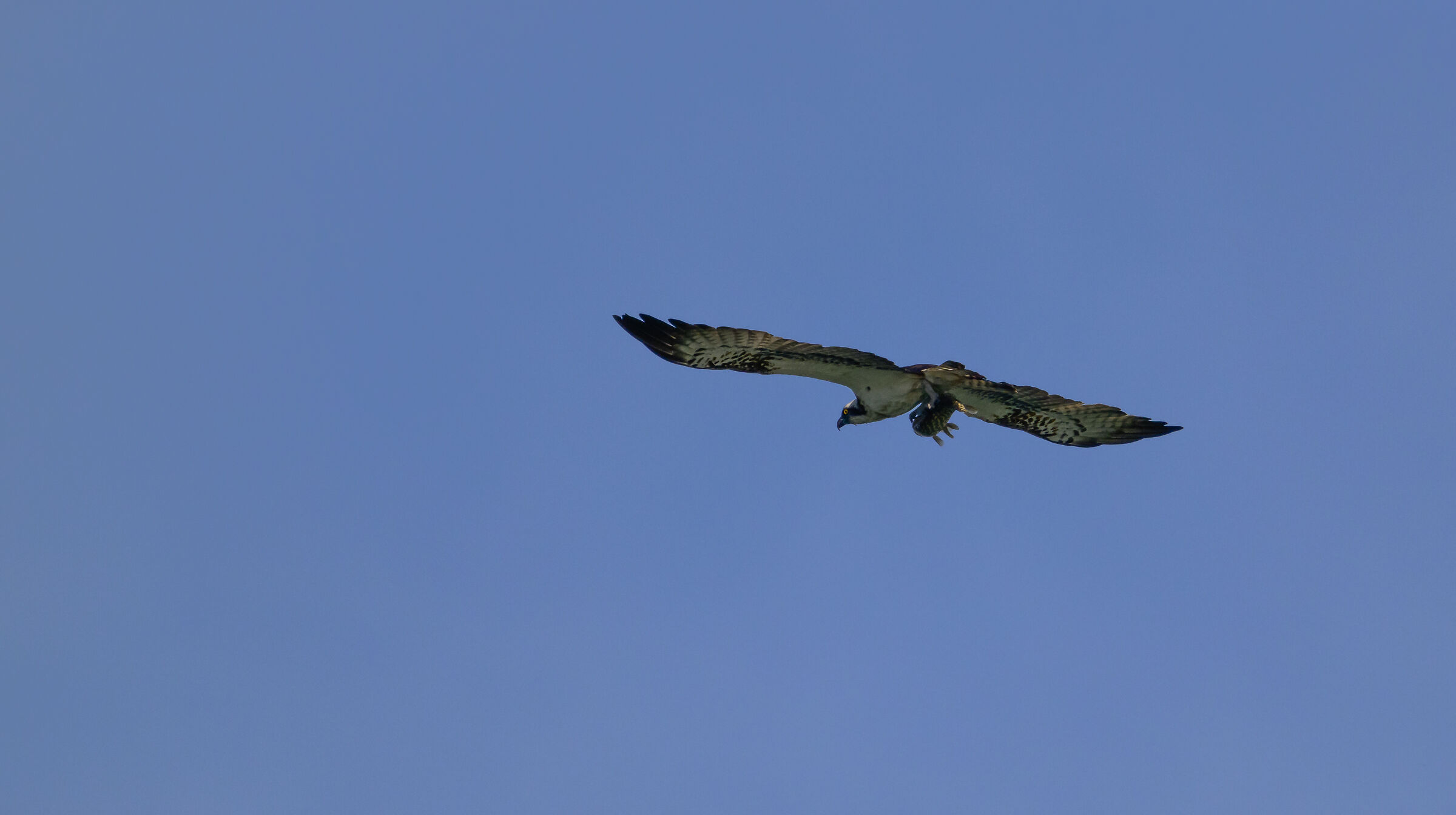 The osprey