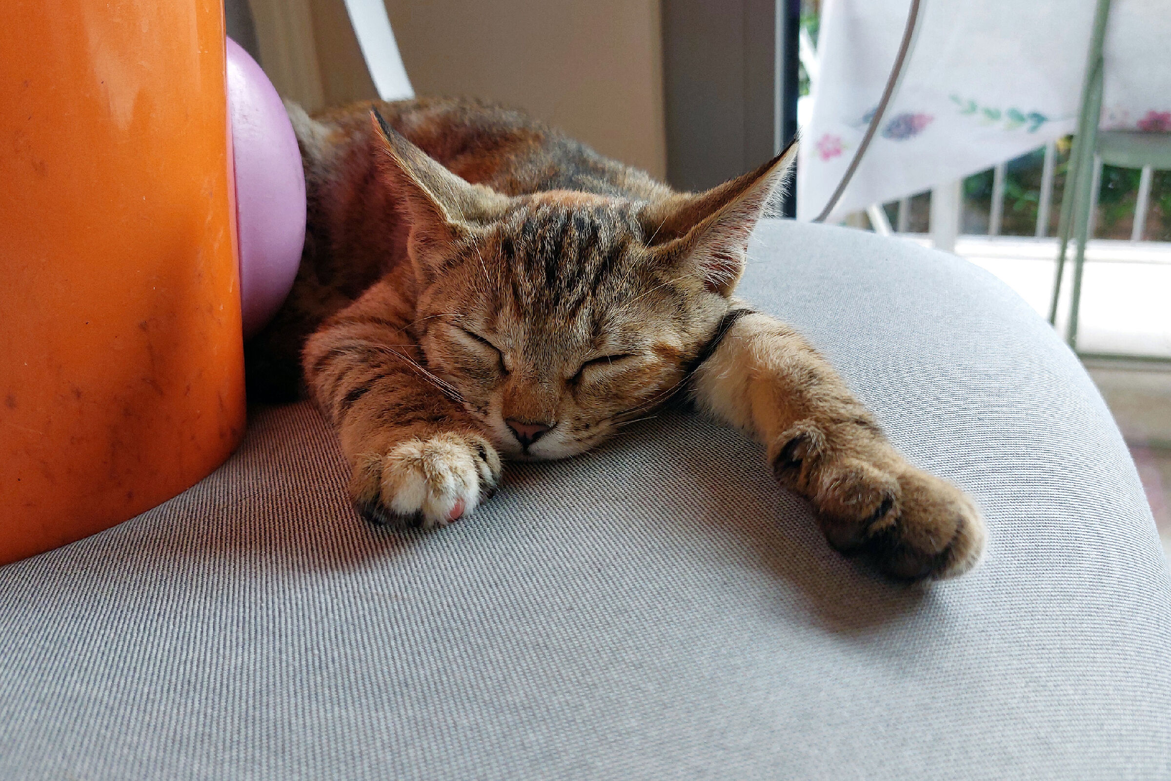 Il riposo della micetta