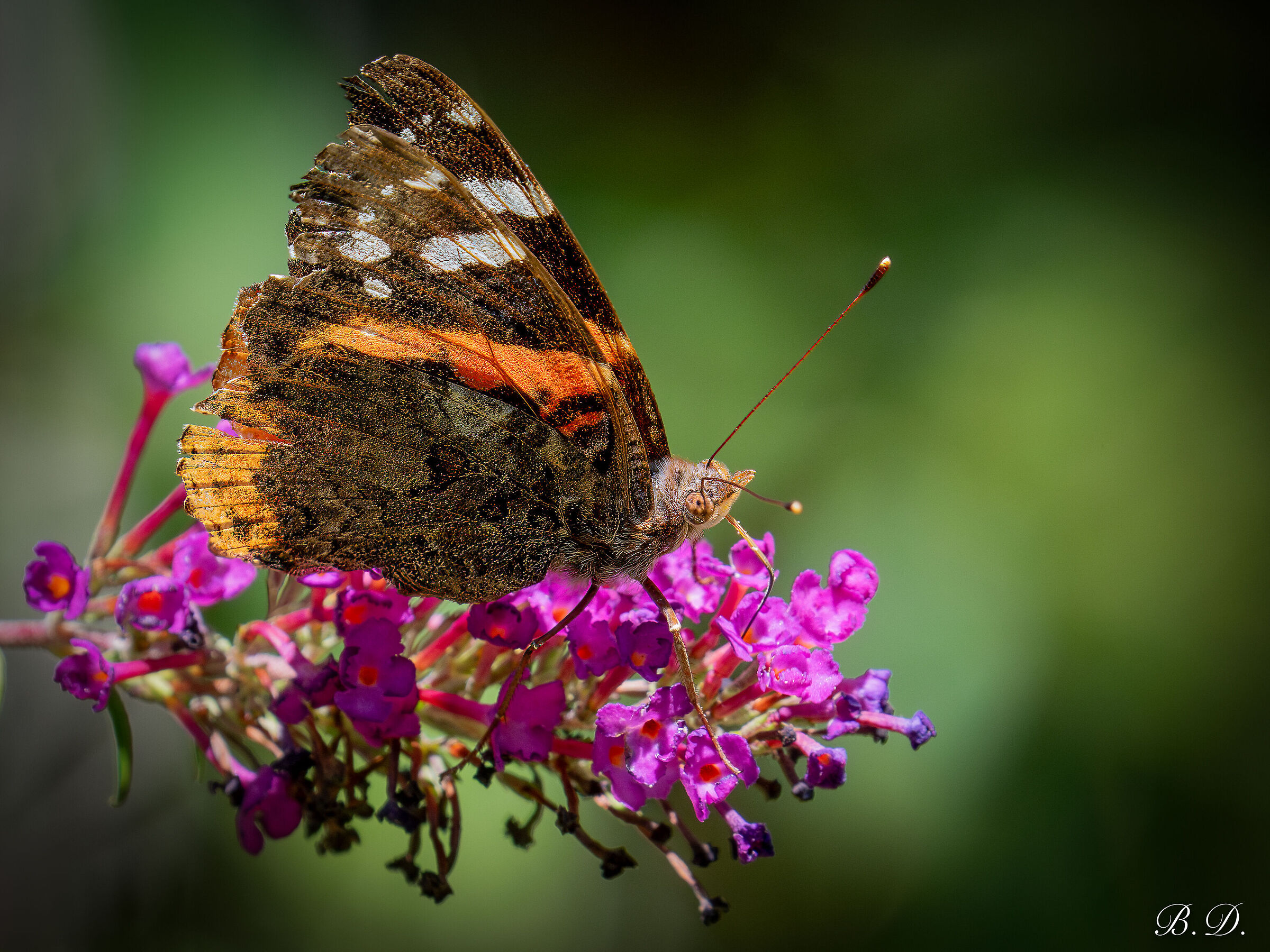 Vanessa atalanta