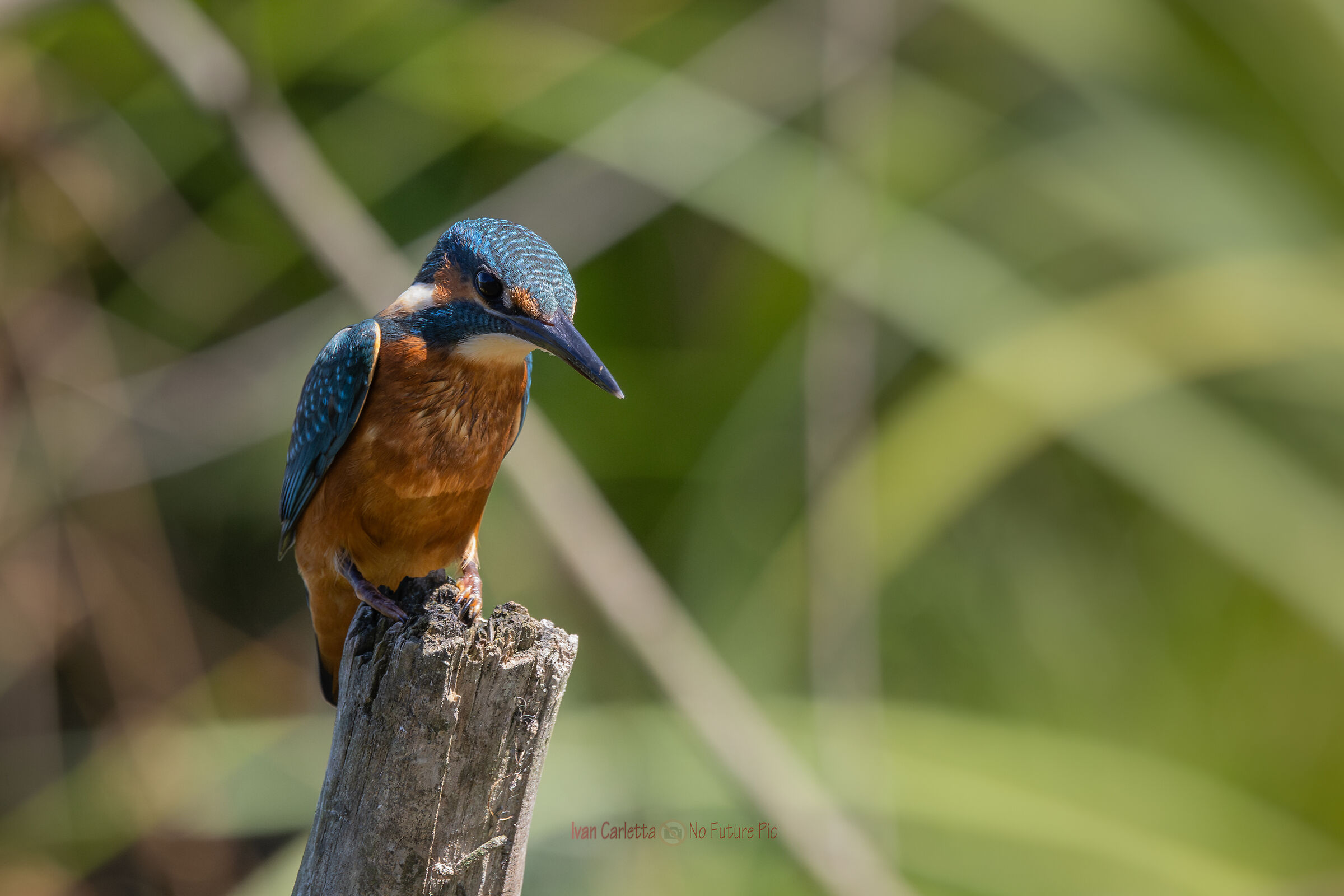 il martino in cerca di una preda
