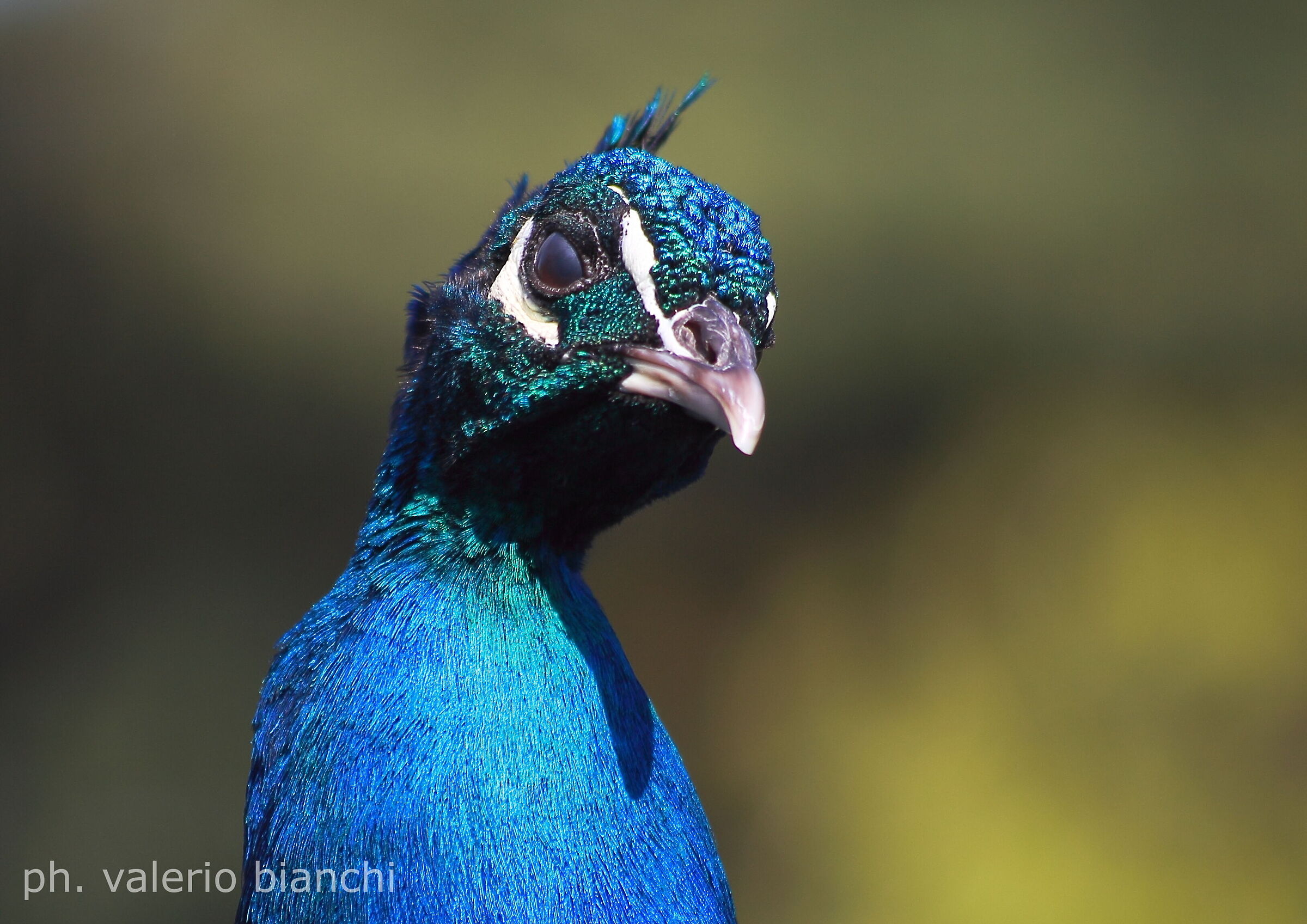 The peacock in the foreground