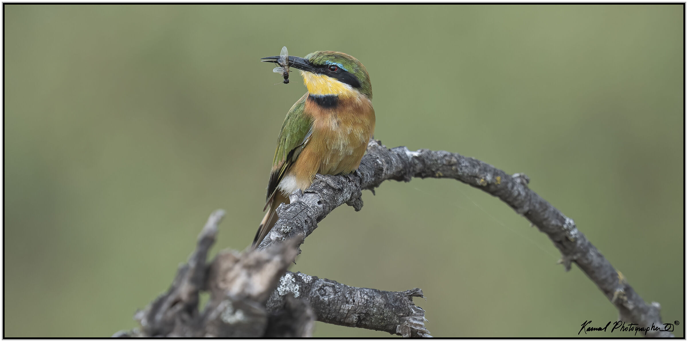 Bee-eater (Merops pusillus)