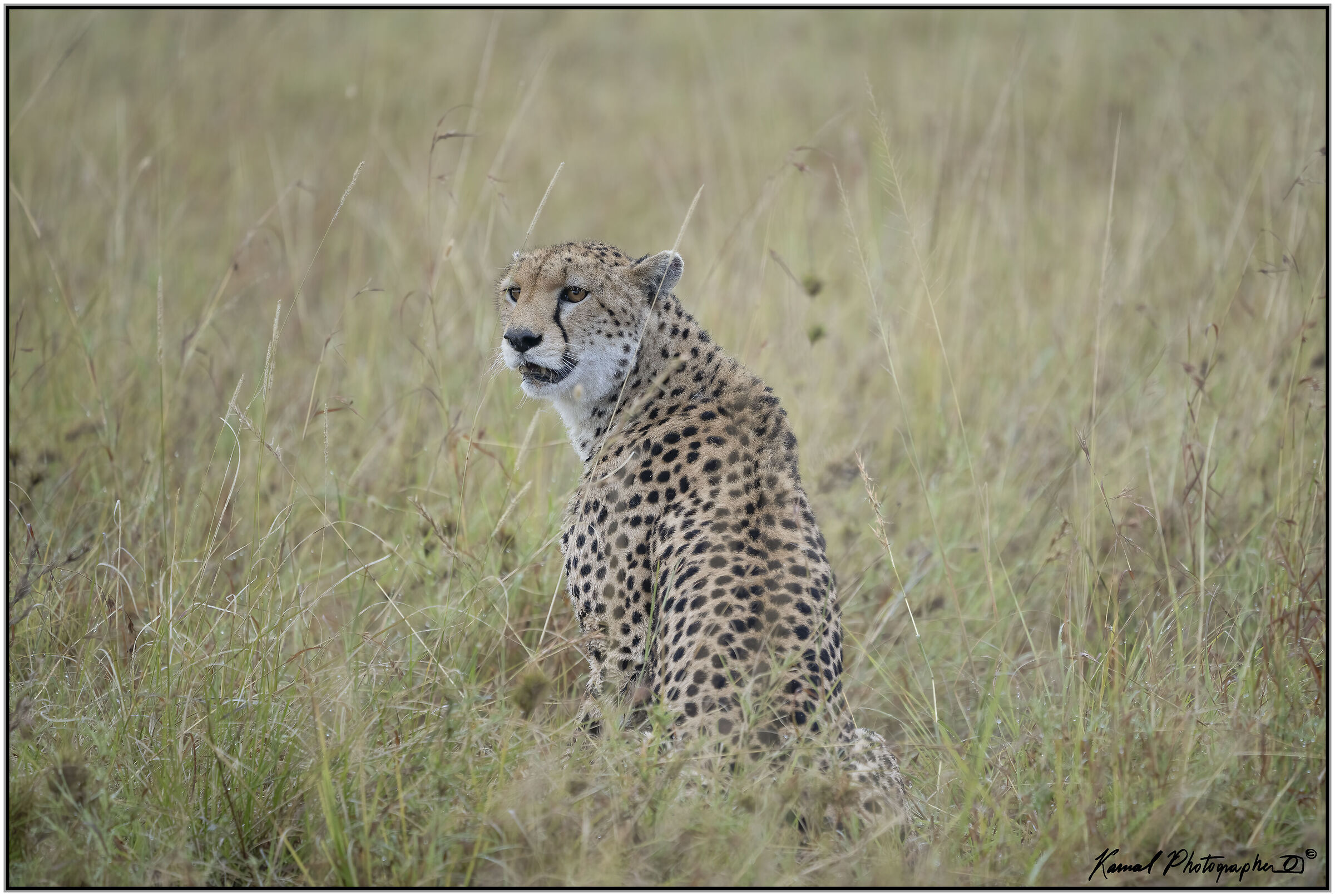 Ghepardo (Acinonyx jubatus)