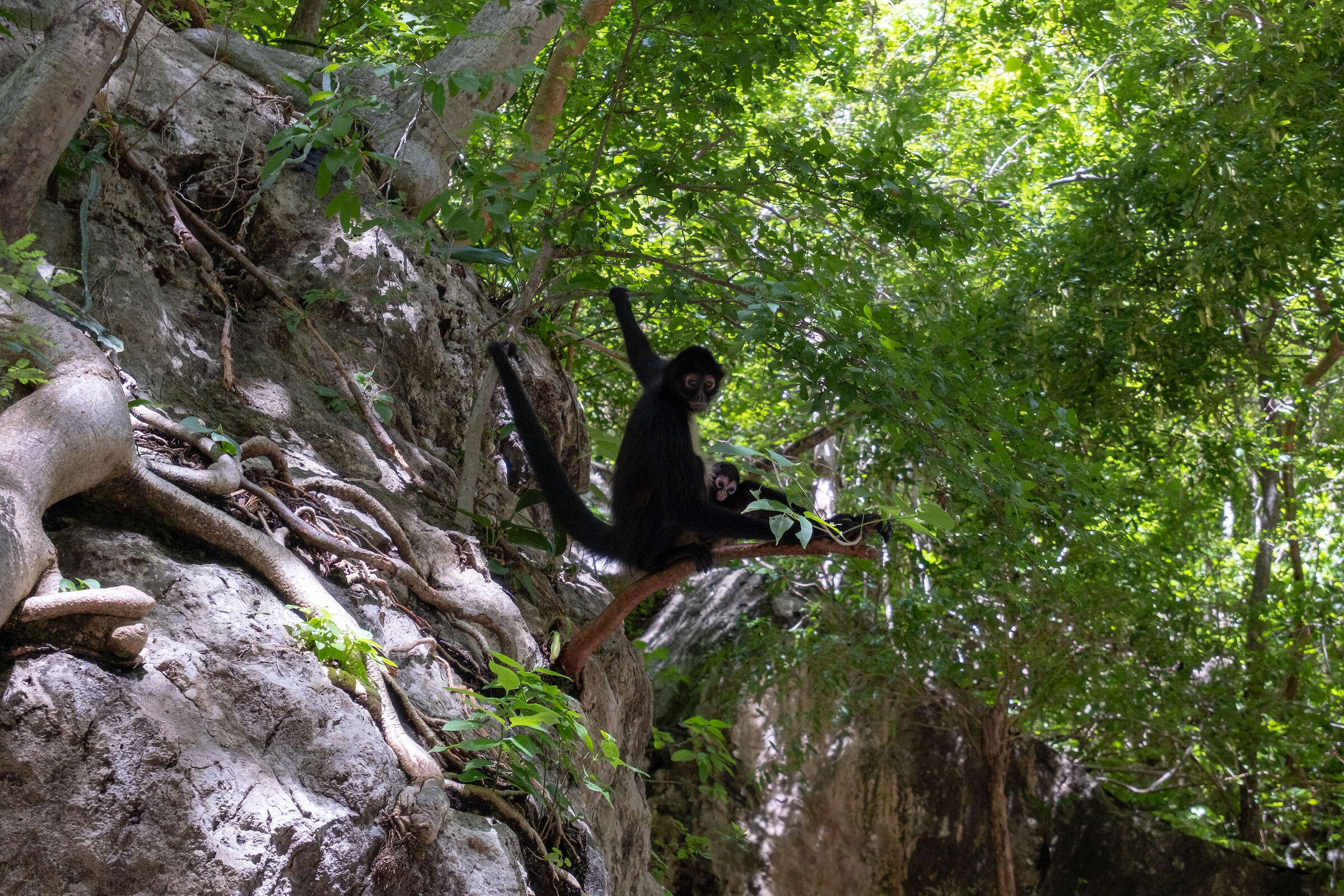 Mother spider monkey and spider monkey