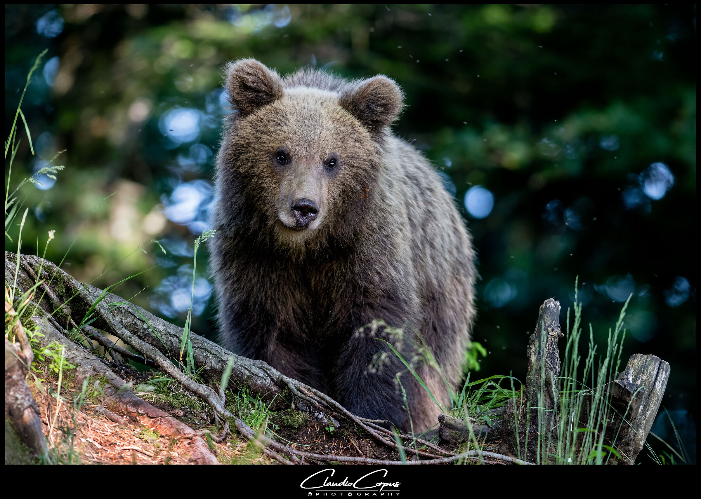 Ursus arctos