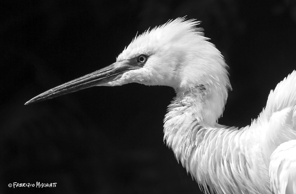 Garzetta in black e white