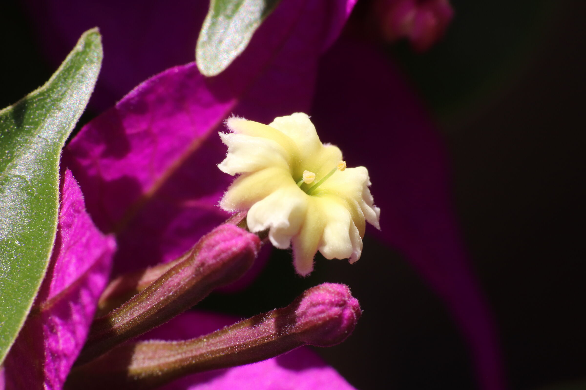 Fiore1