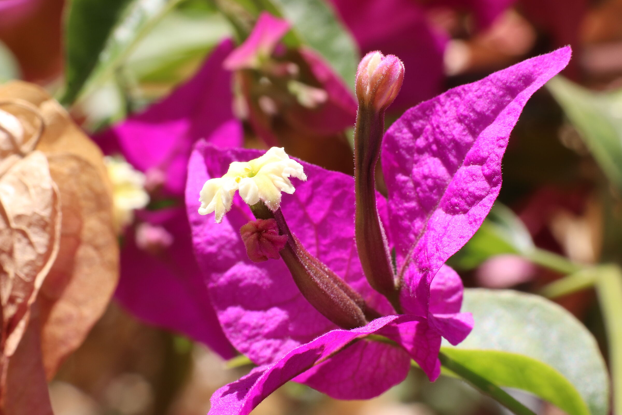 Fiore2