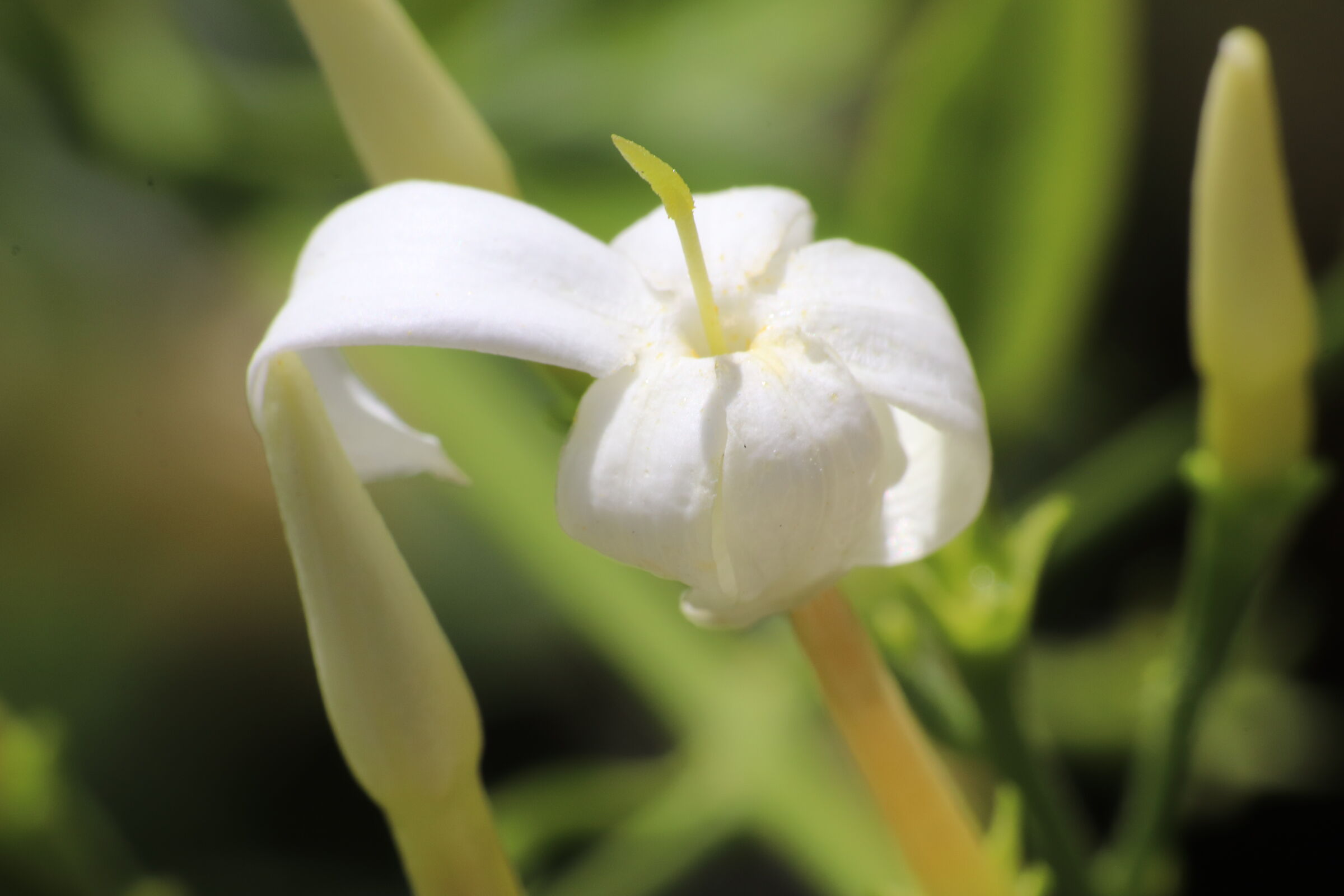 Fiore4
