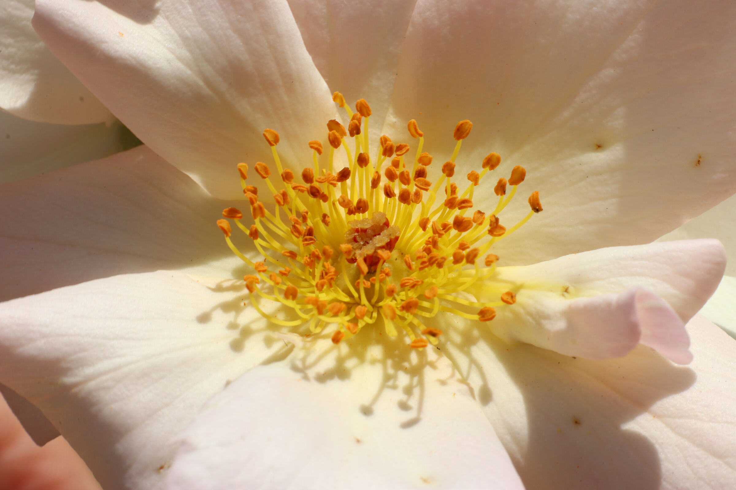 Fiore5