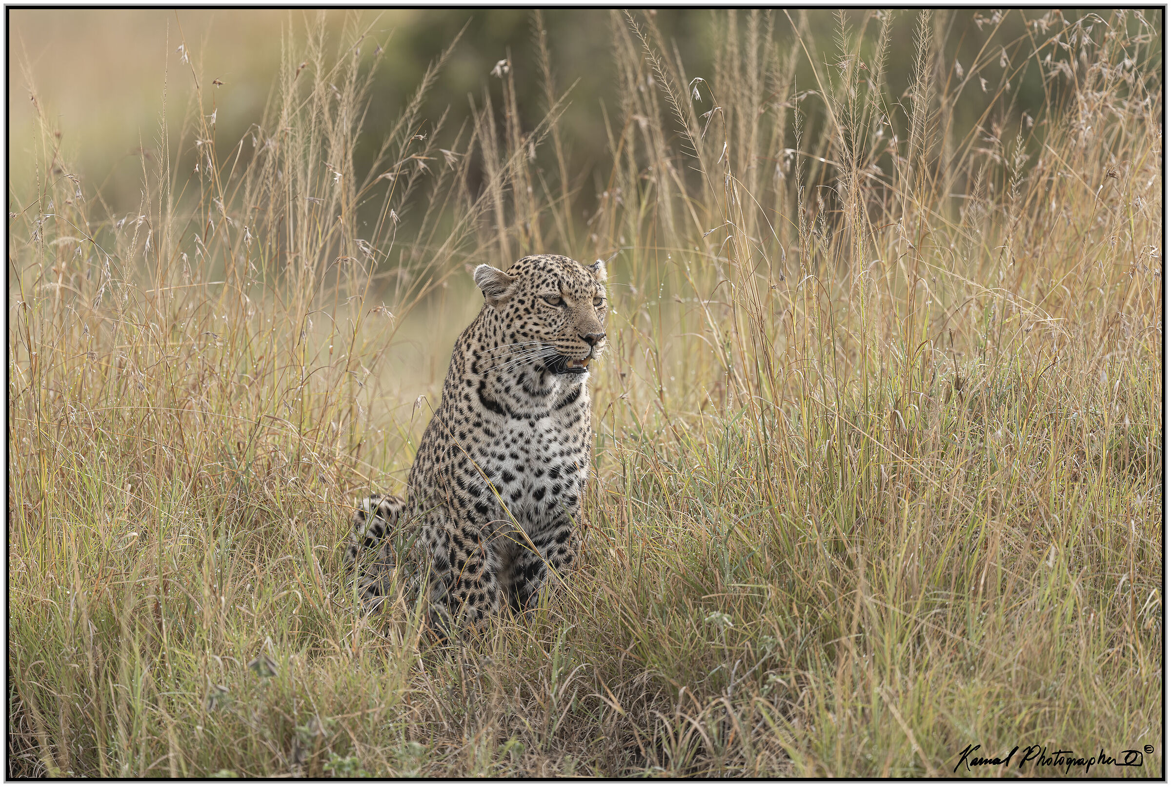 Leopardo(Panthera pardus)