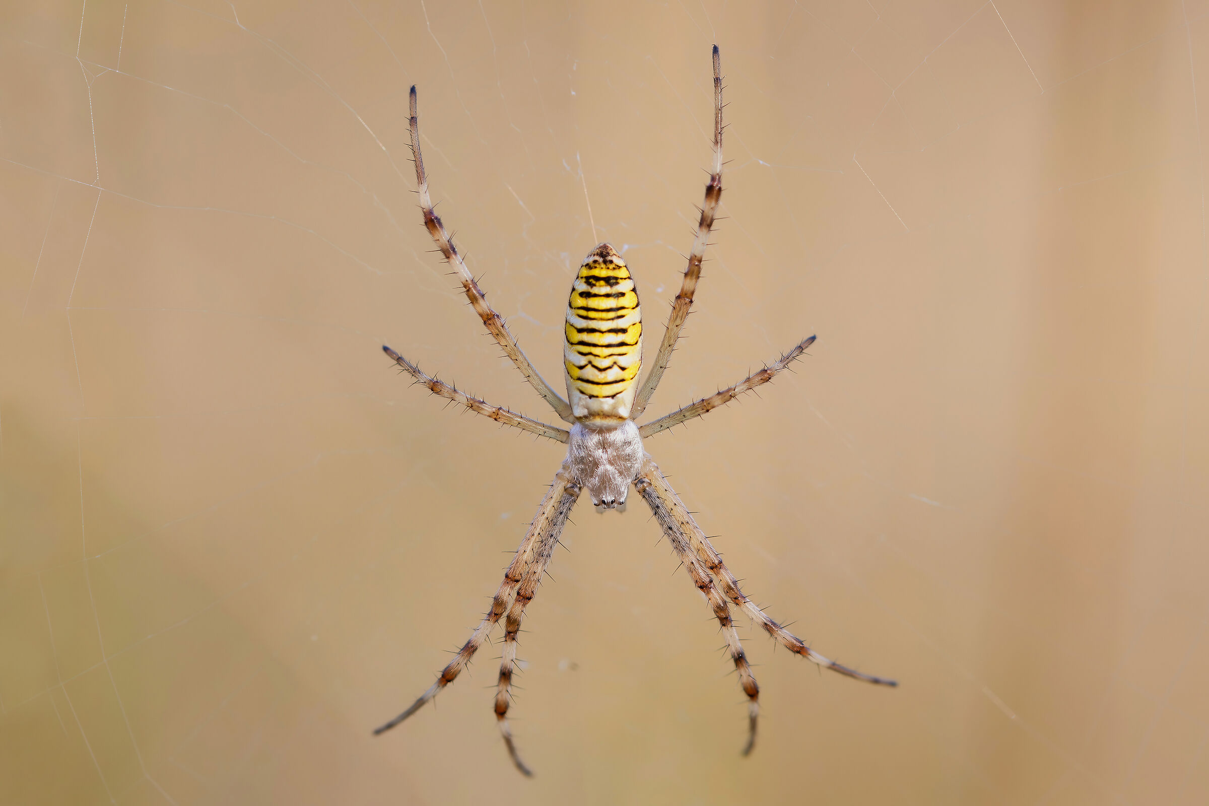 Argiope bruennichi