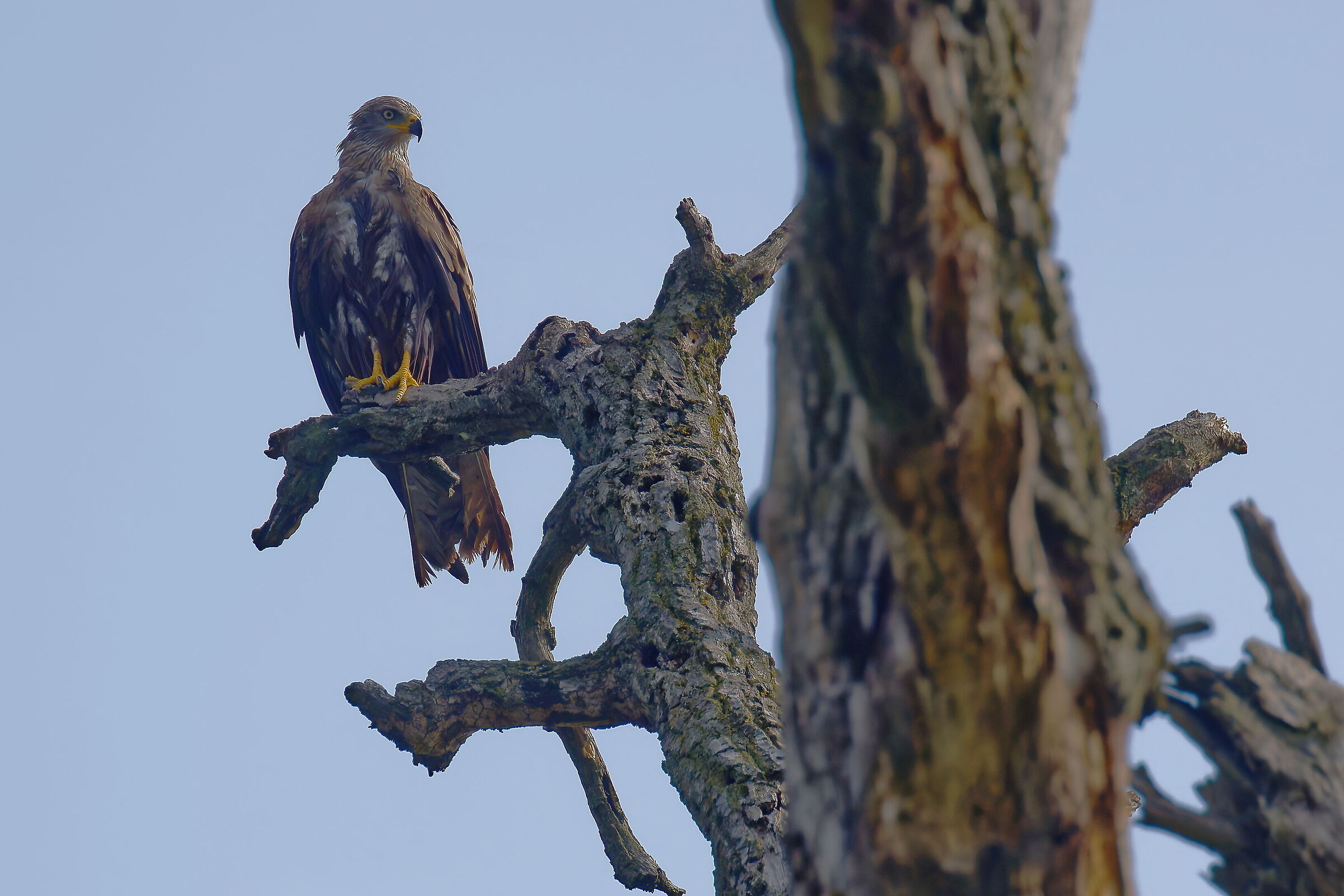 Black kite