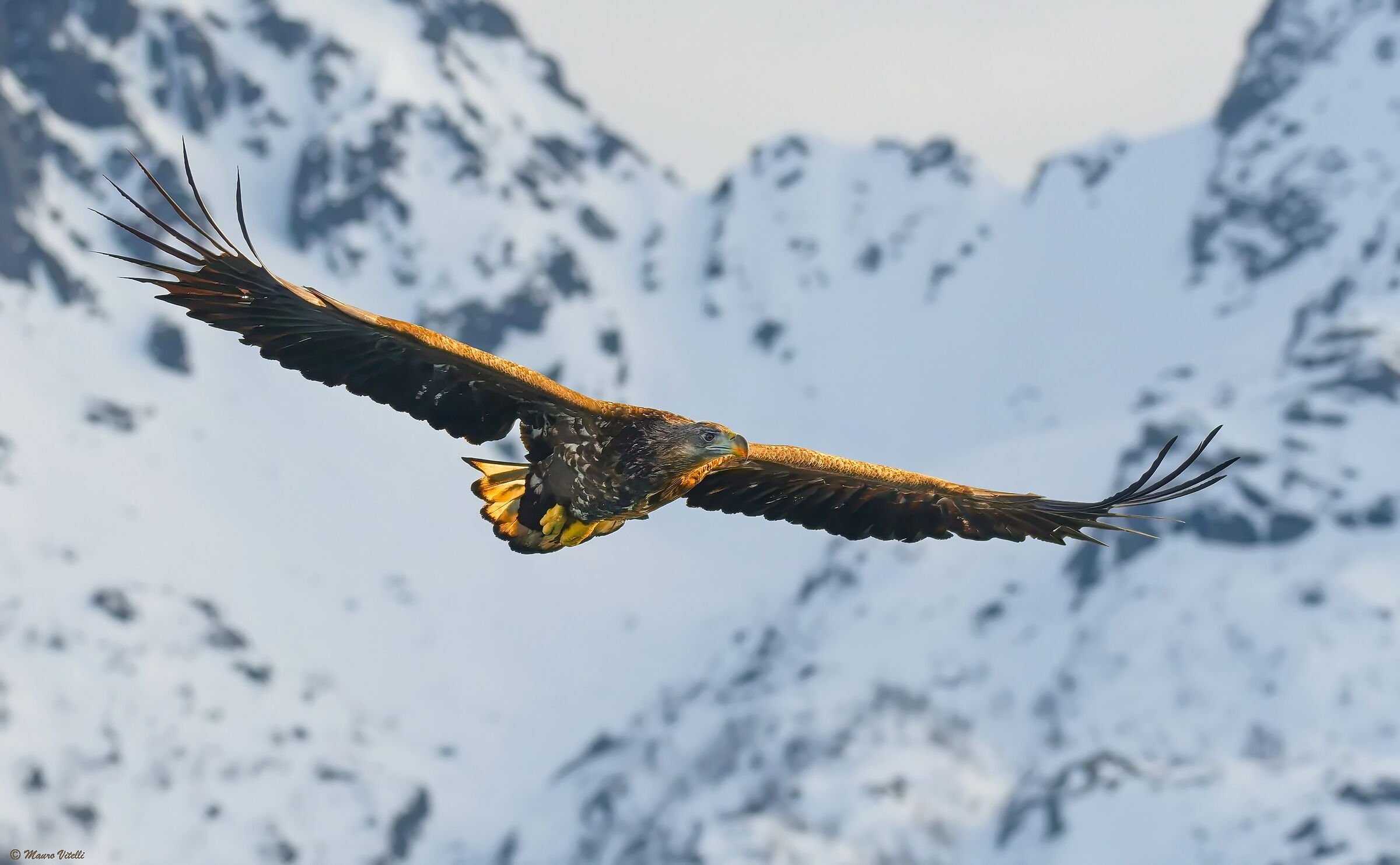 Sea Eagle (Haliacetus albicilla)