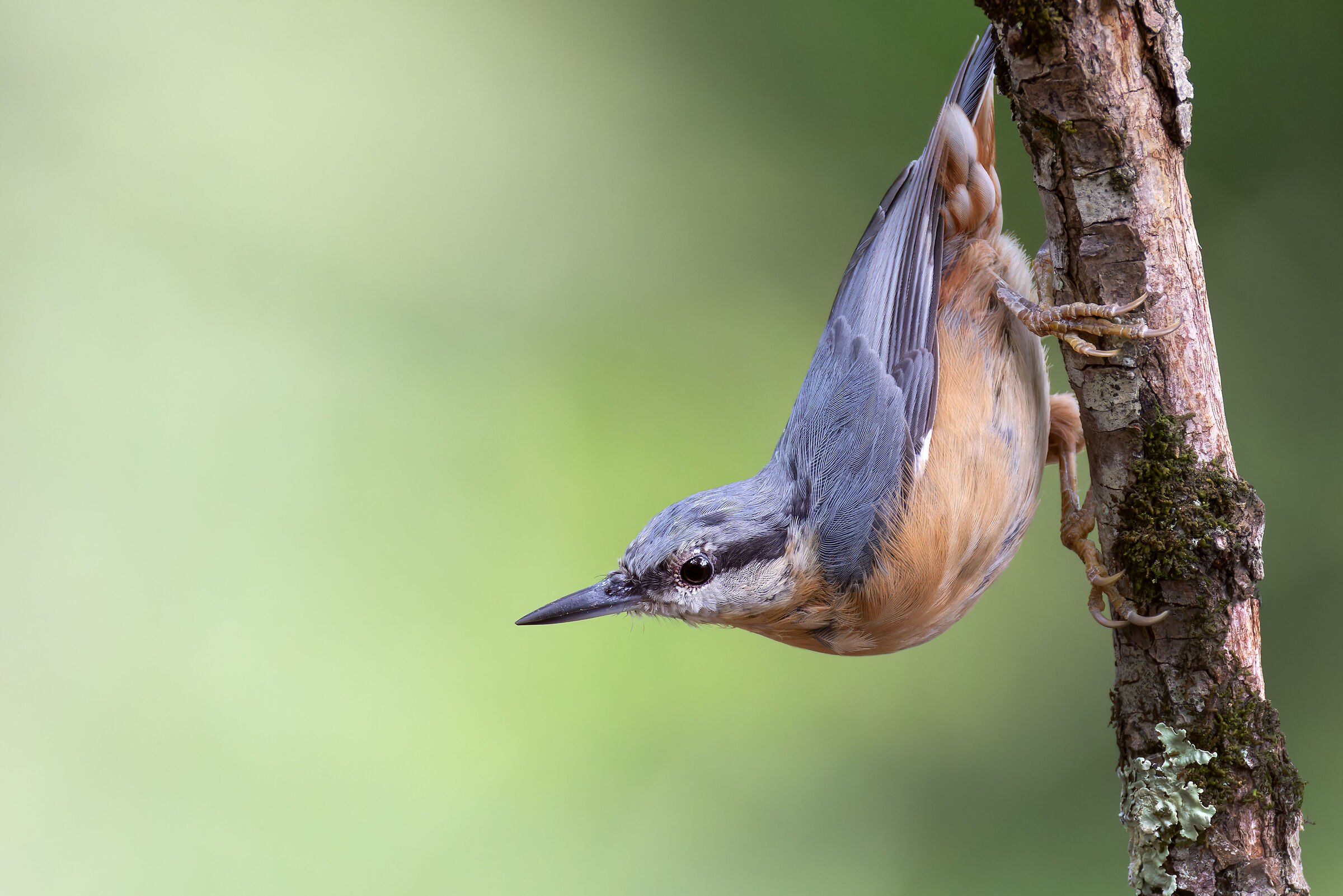 Wood nuthatch