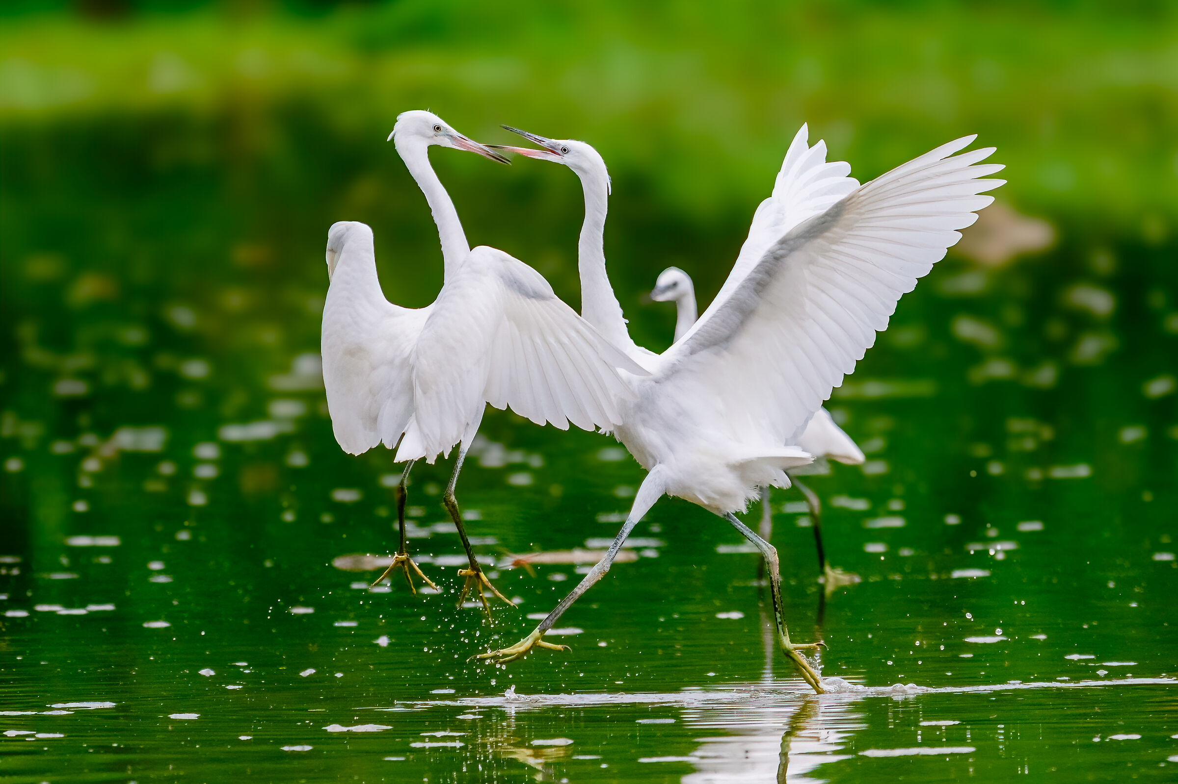 Bickering between egrets