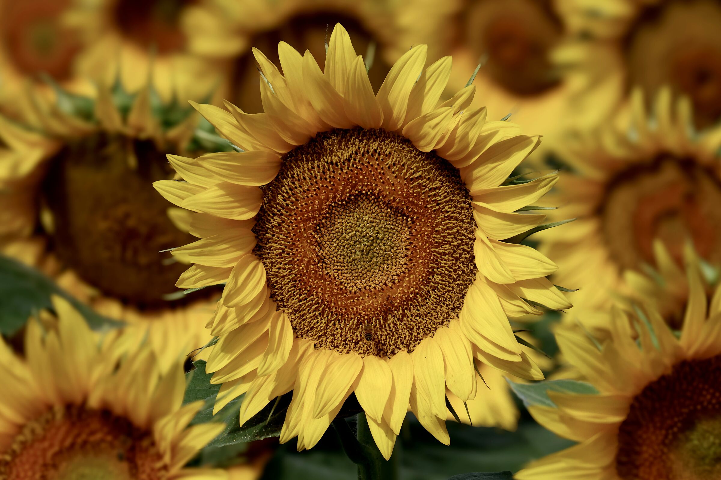 Sunflower