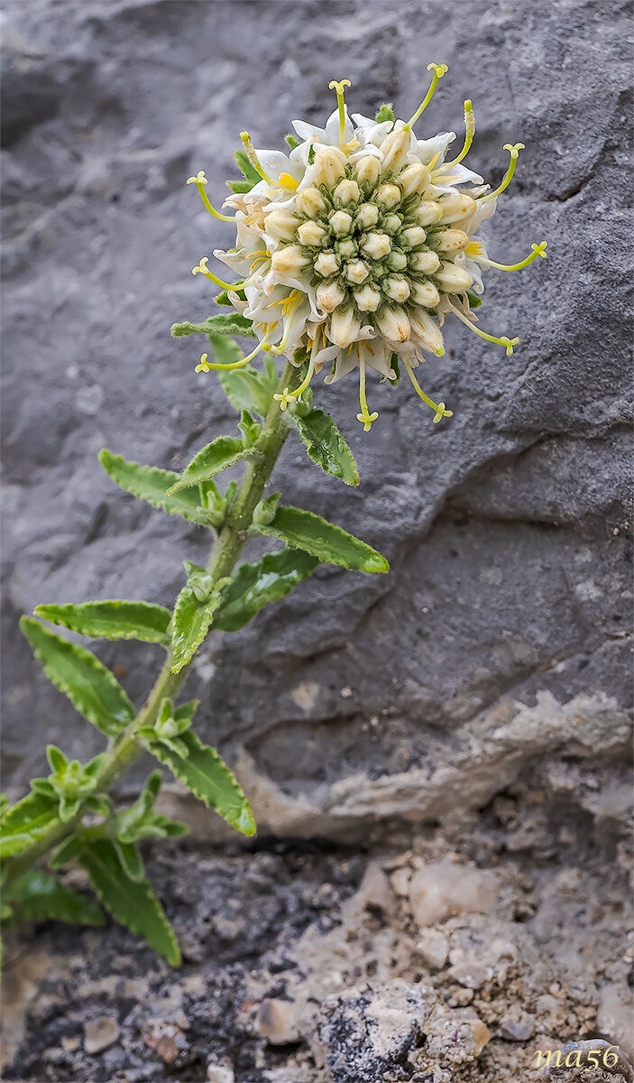 Campanula del Monte Baldo