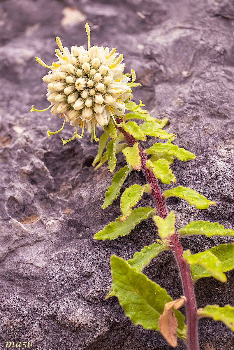 Campanula del Monte Baldo