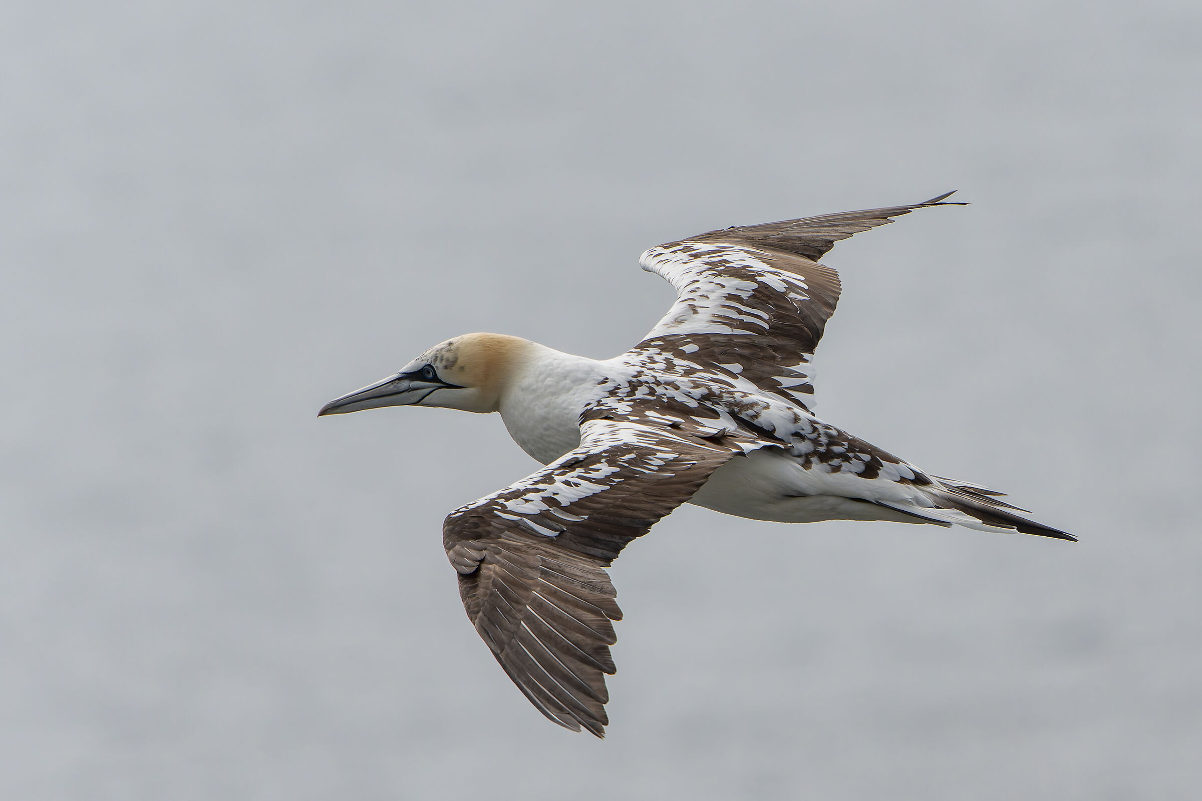 Gannets in flight