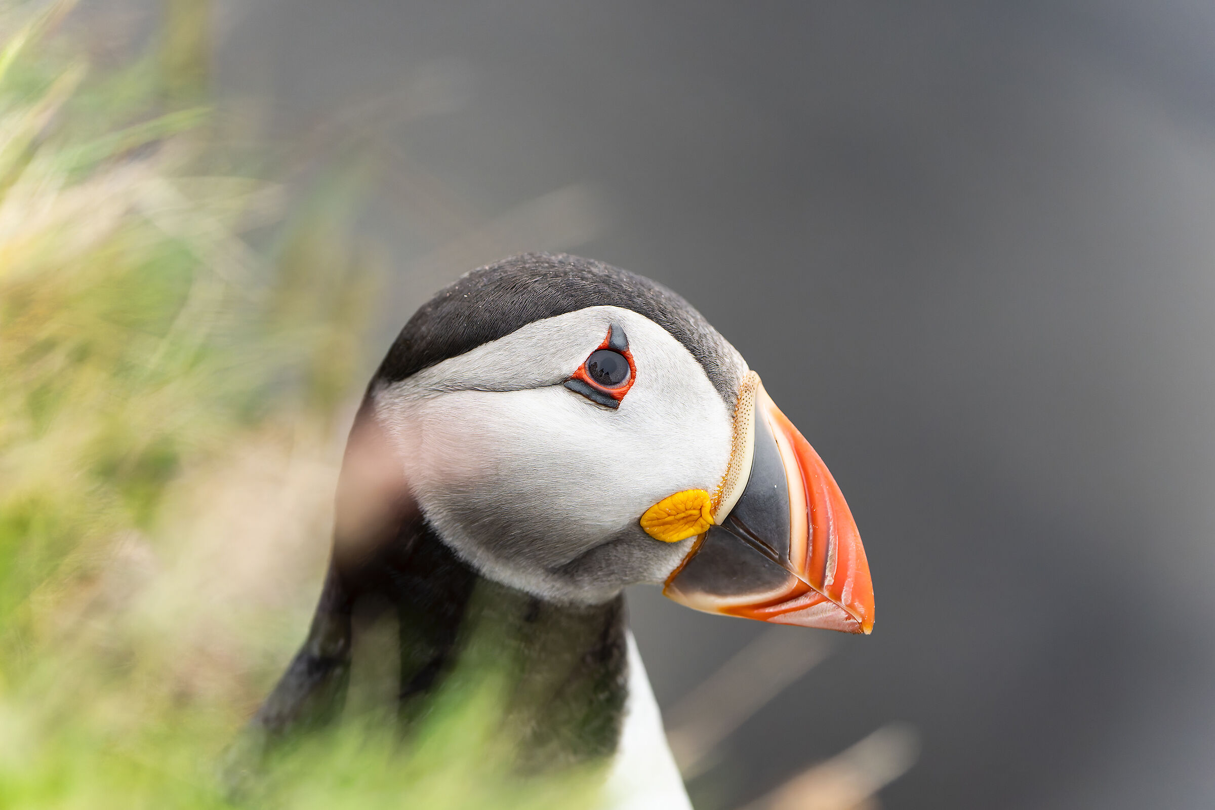 Puffin
