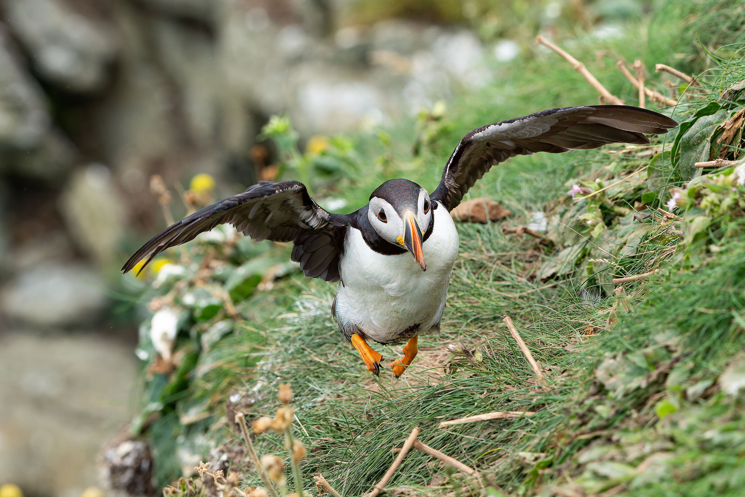 Puffin taking off