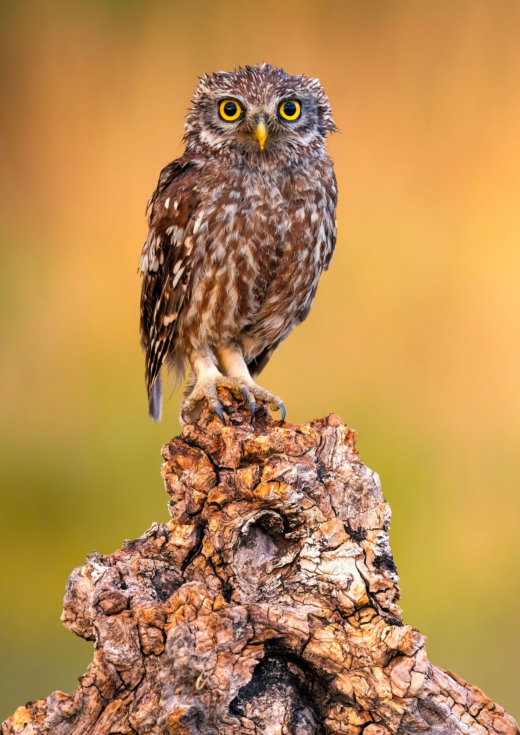 owl