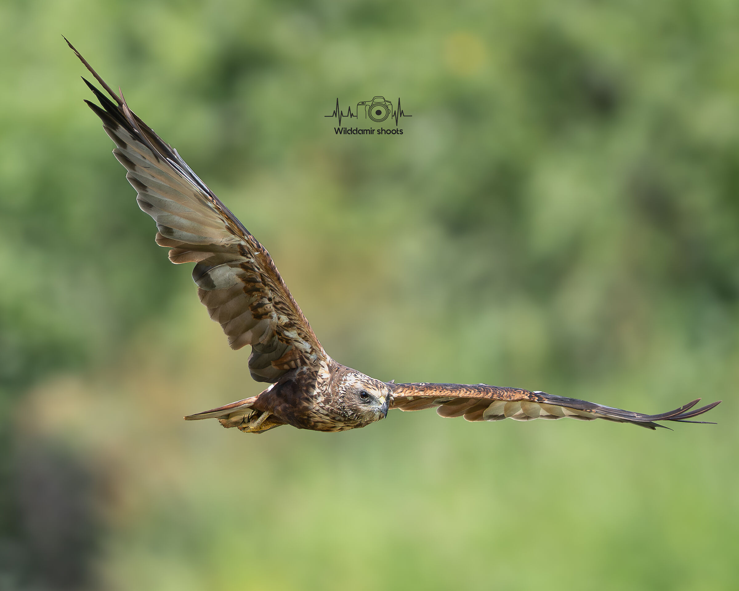Marsh Harrier