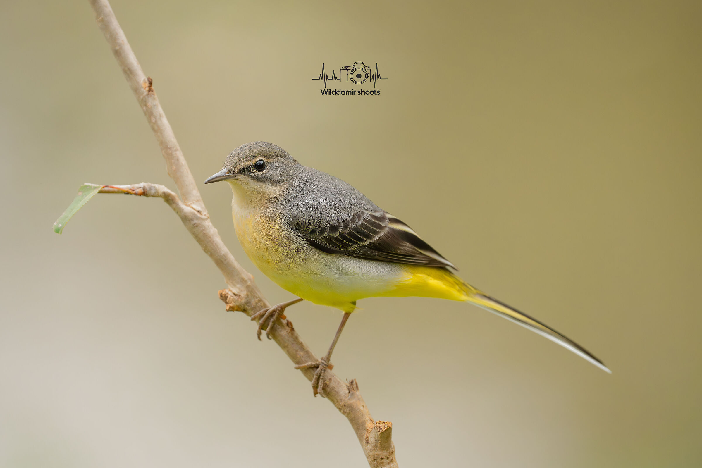 Grey wagtail