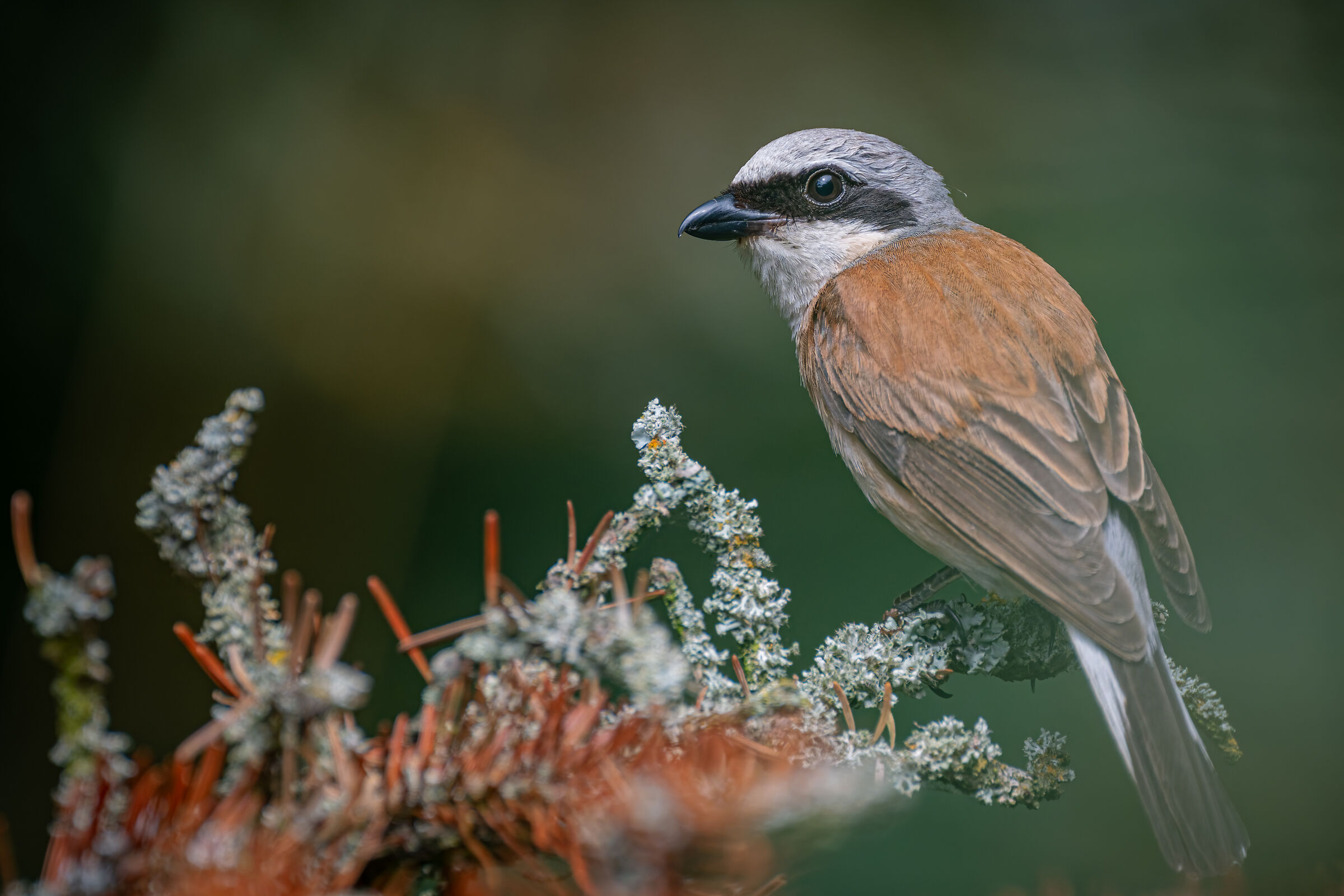 red-backed shrike